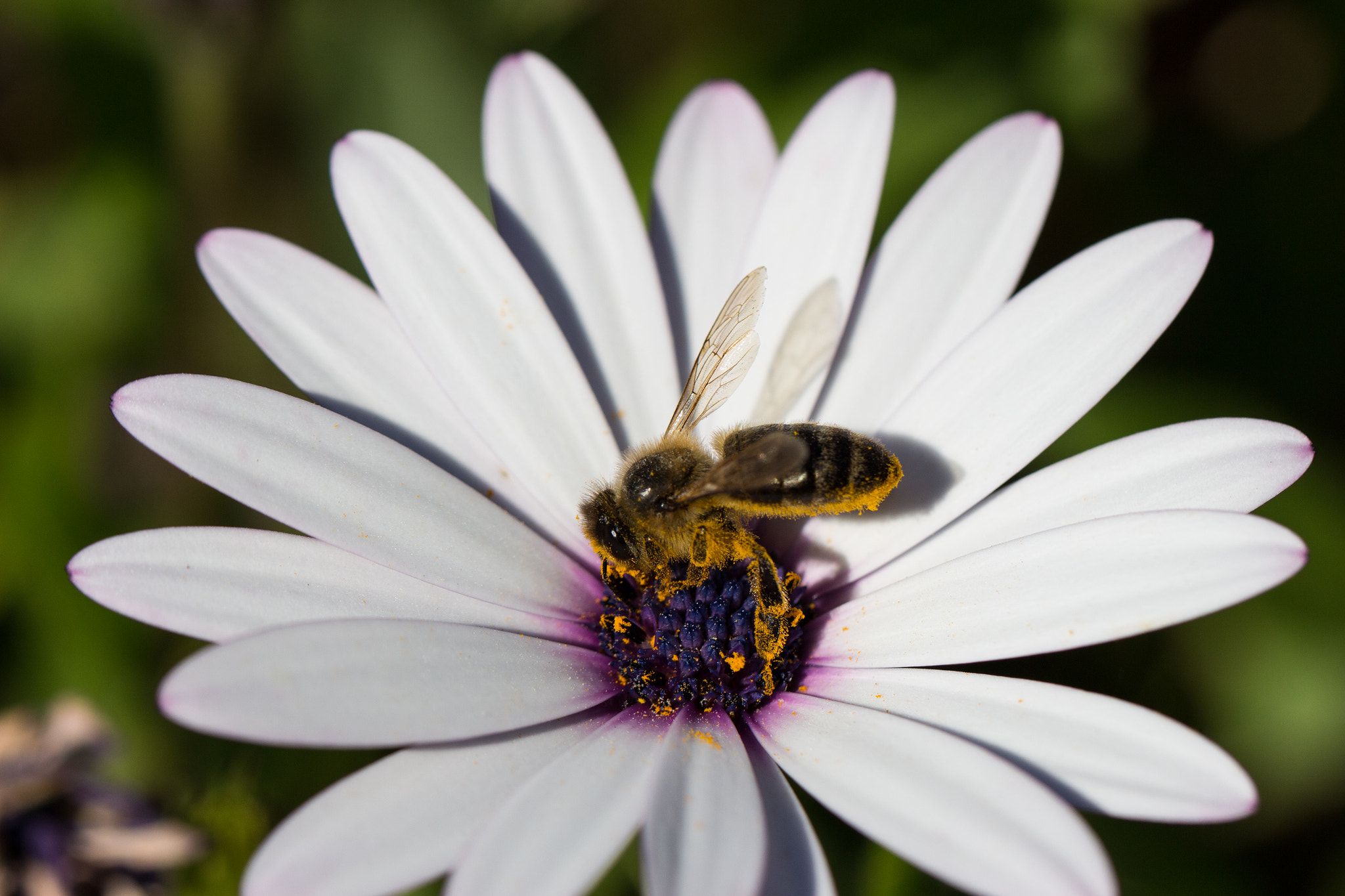 Canon EOS 100D (EOS Rebel SL1 / EOS Kiss X7) + Canon EF 100mm F2.8L Macro IS USM sample photo. A bee on an osteospermum photography