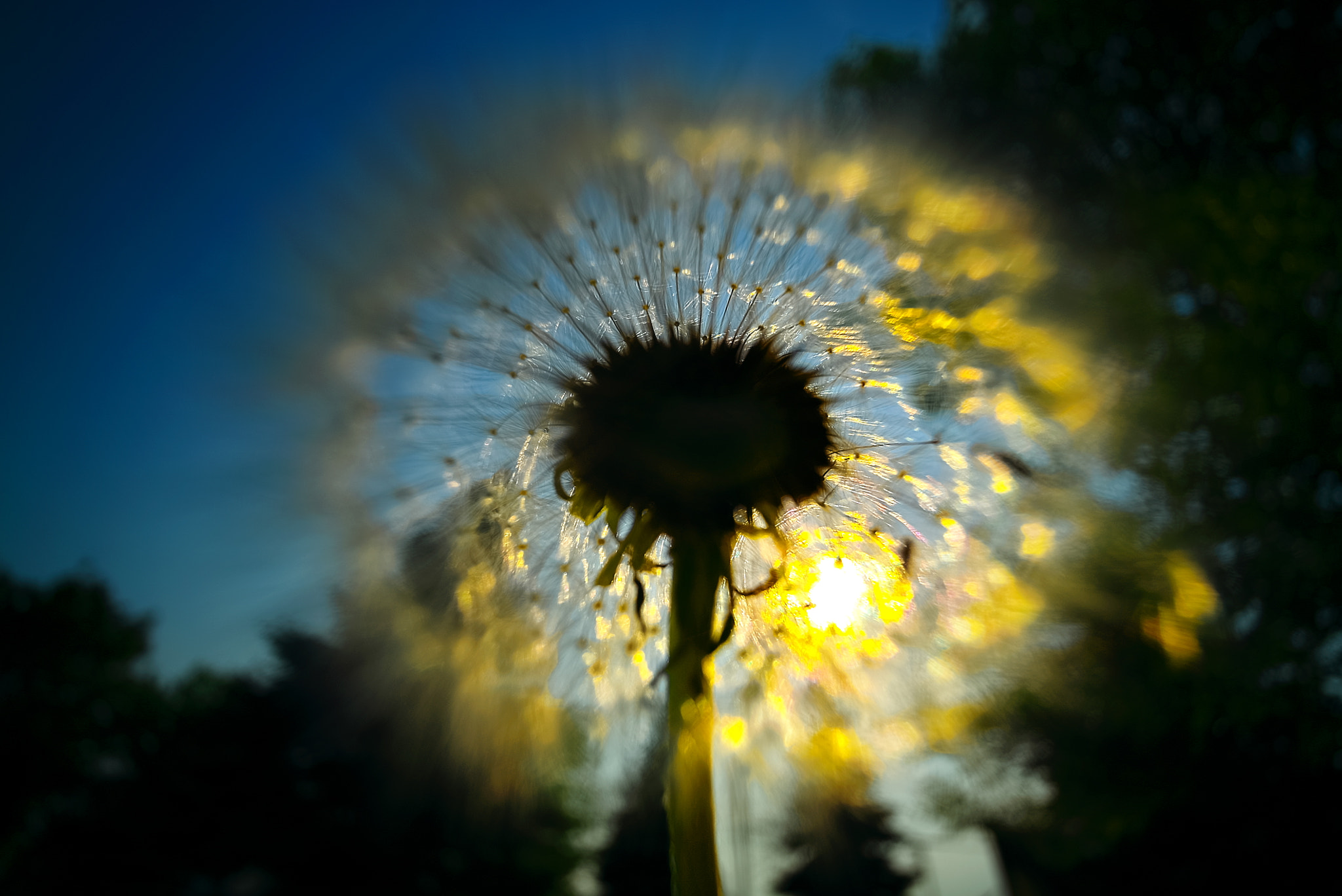 Sony a7S sample photo. Blow away dandelion photography