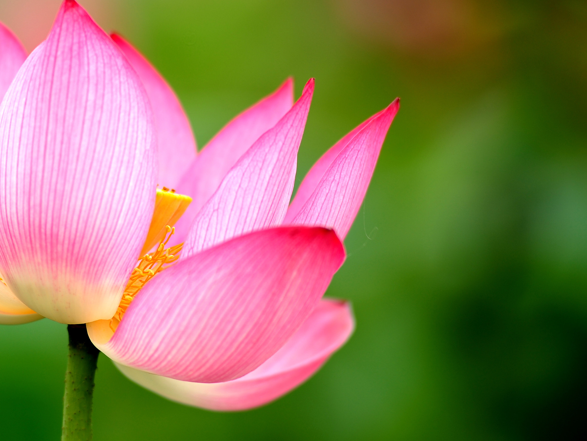Nikon AF-Nikkor 80-200mm F2.8D ED sample photo. Lotus flower photography