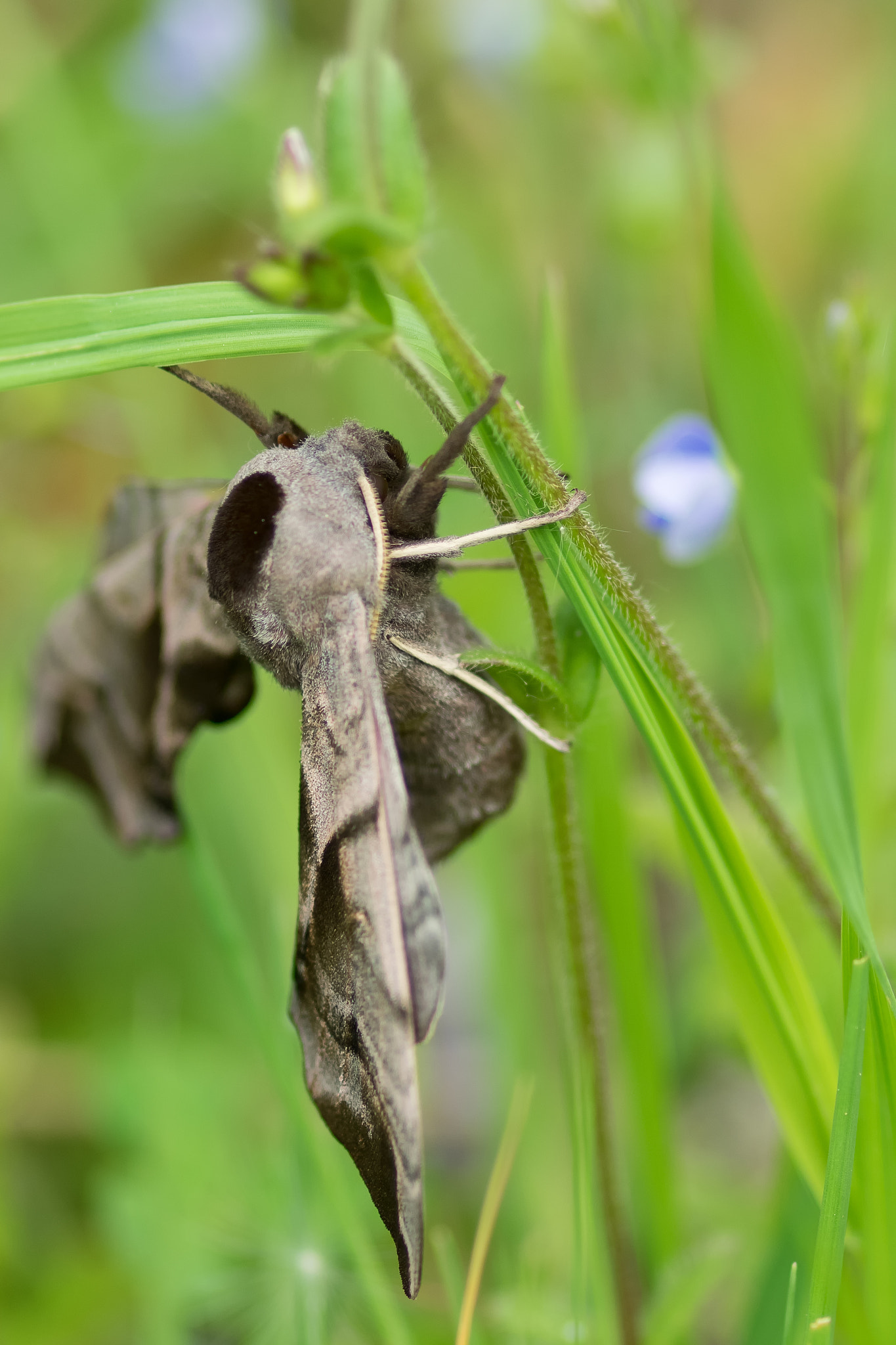 Sigma 105mm F2.8 EX DG Macro sample photo. Eyed hawk moth photography