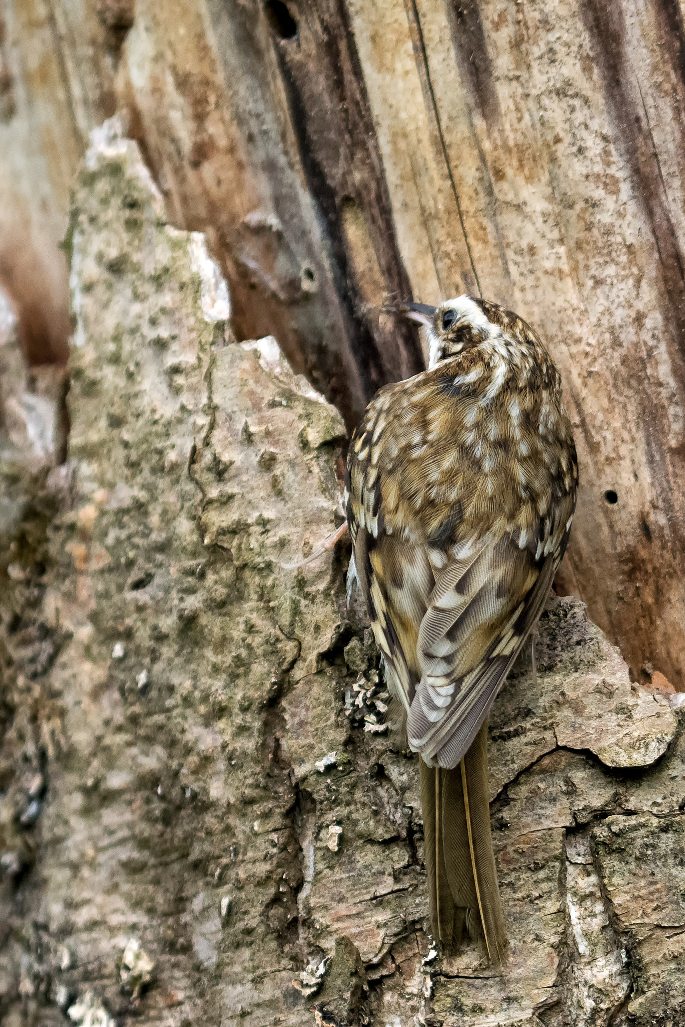 Olympus OM-D E-M1 + OLYMPUS 300mm Lens sample photo. Eurasian treecreeper photography