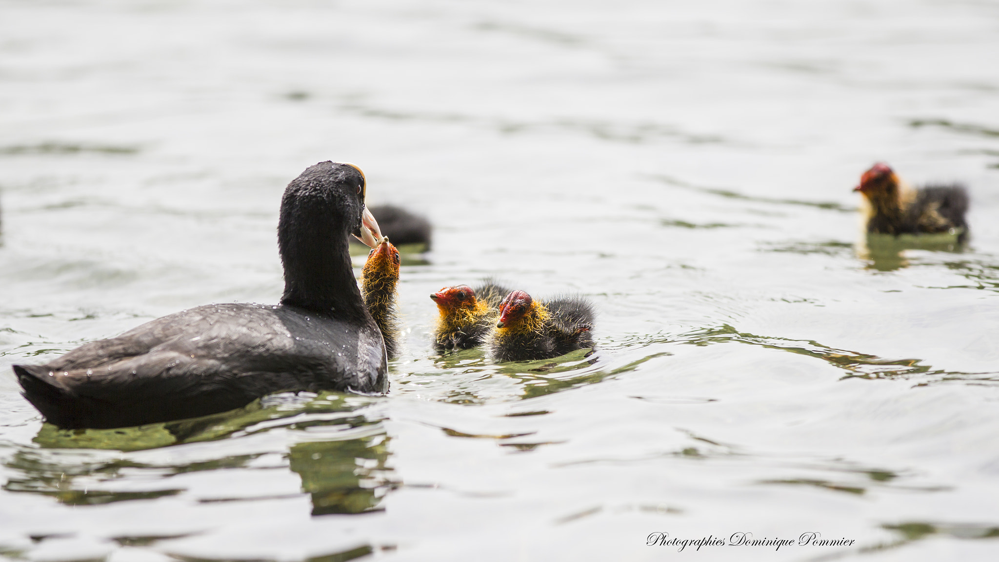Canon EF 70-200mm F2.8L IS II USM sample photo. Feeding photography