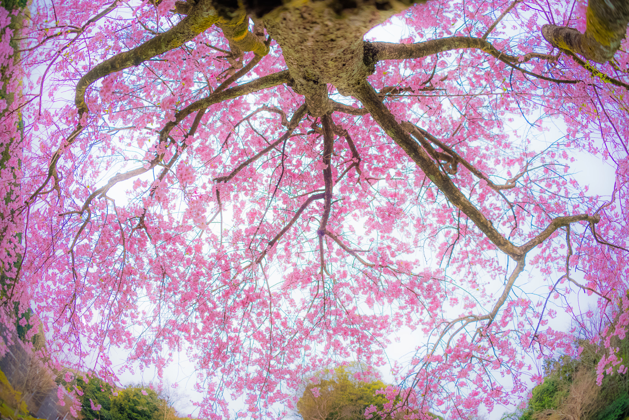 Sony a7R II + Sony 16mm F2.8 Fisheye sample photo. Pink energy! photography