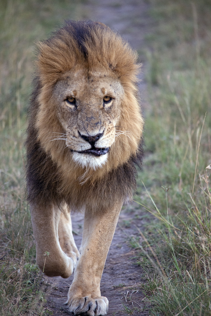 Sigma 150-500mm F5-6.3 DG OS HSM sample photo. Lion photography