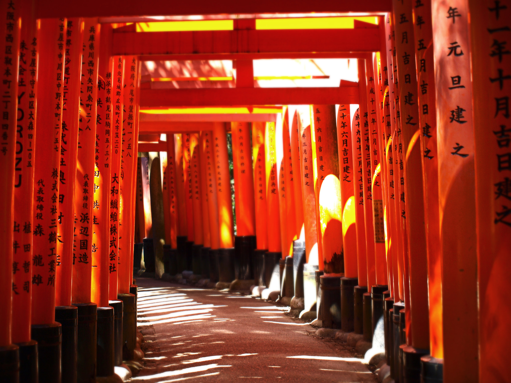 Olympus Zuiko Digital ED 40-150mm F4.0-5.6 sample photo. Tori photography