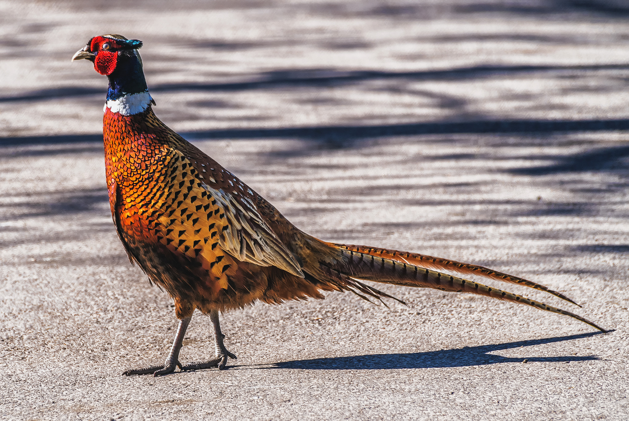 Pentax K-S1 + Sigma sample photo. Pheasant photography