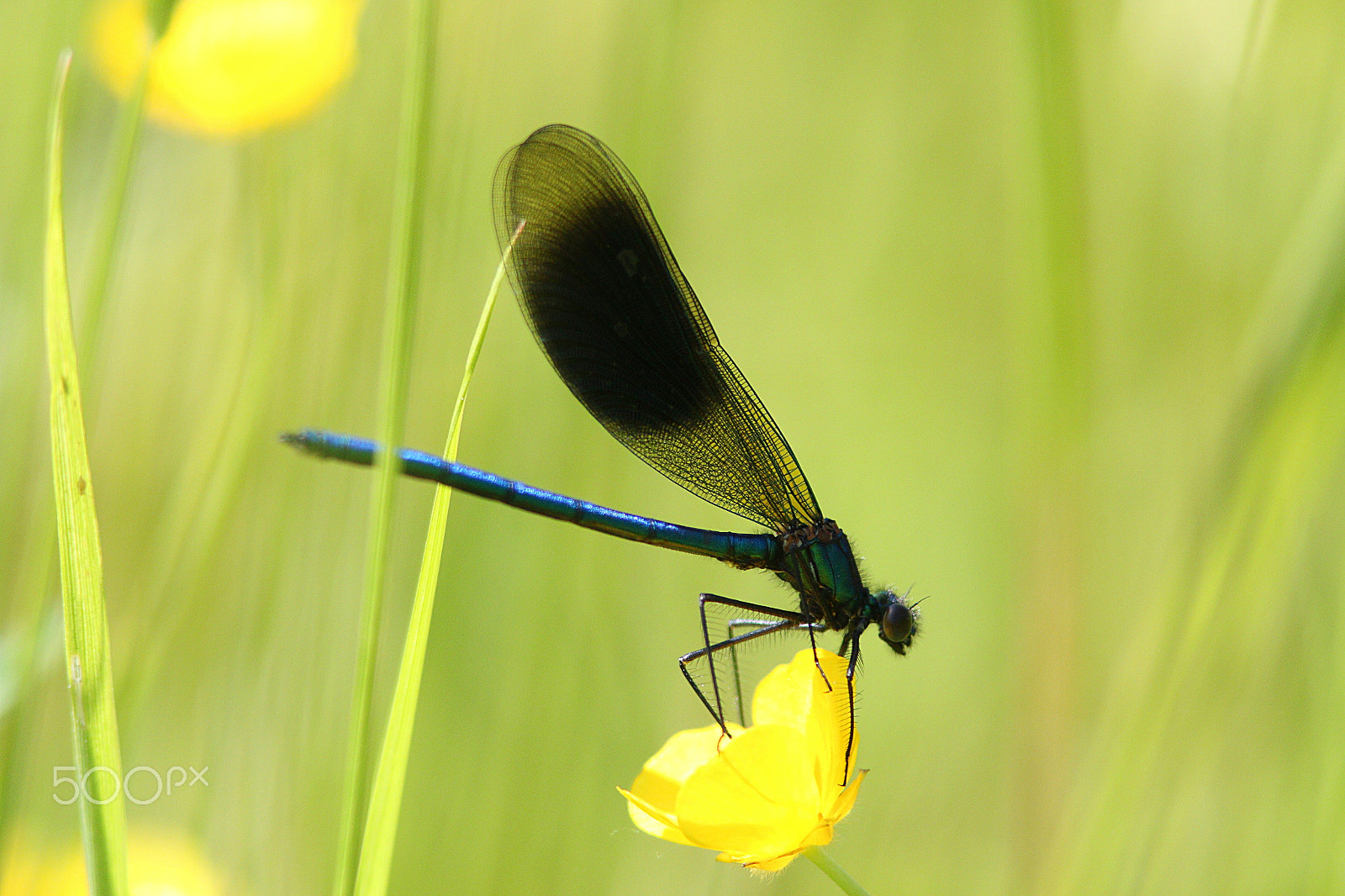 Canon EF 300mm F4L IS USM sample photo. Libellule photography