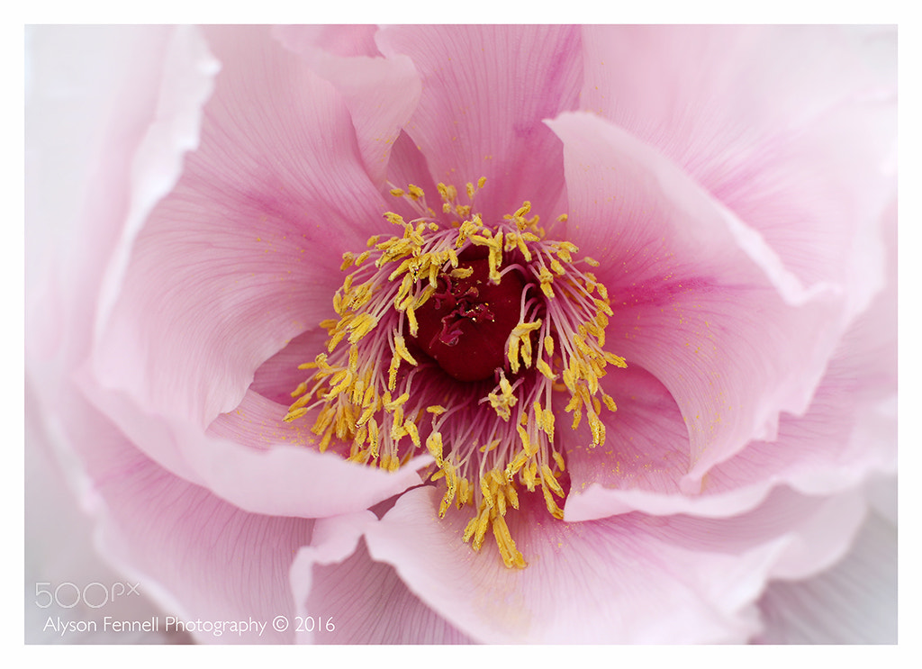 Canon EF 50mm F1.2L USM sample photo. Pink tree peony flower photography