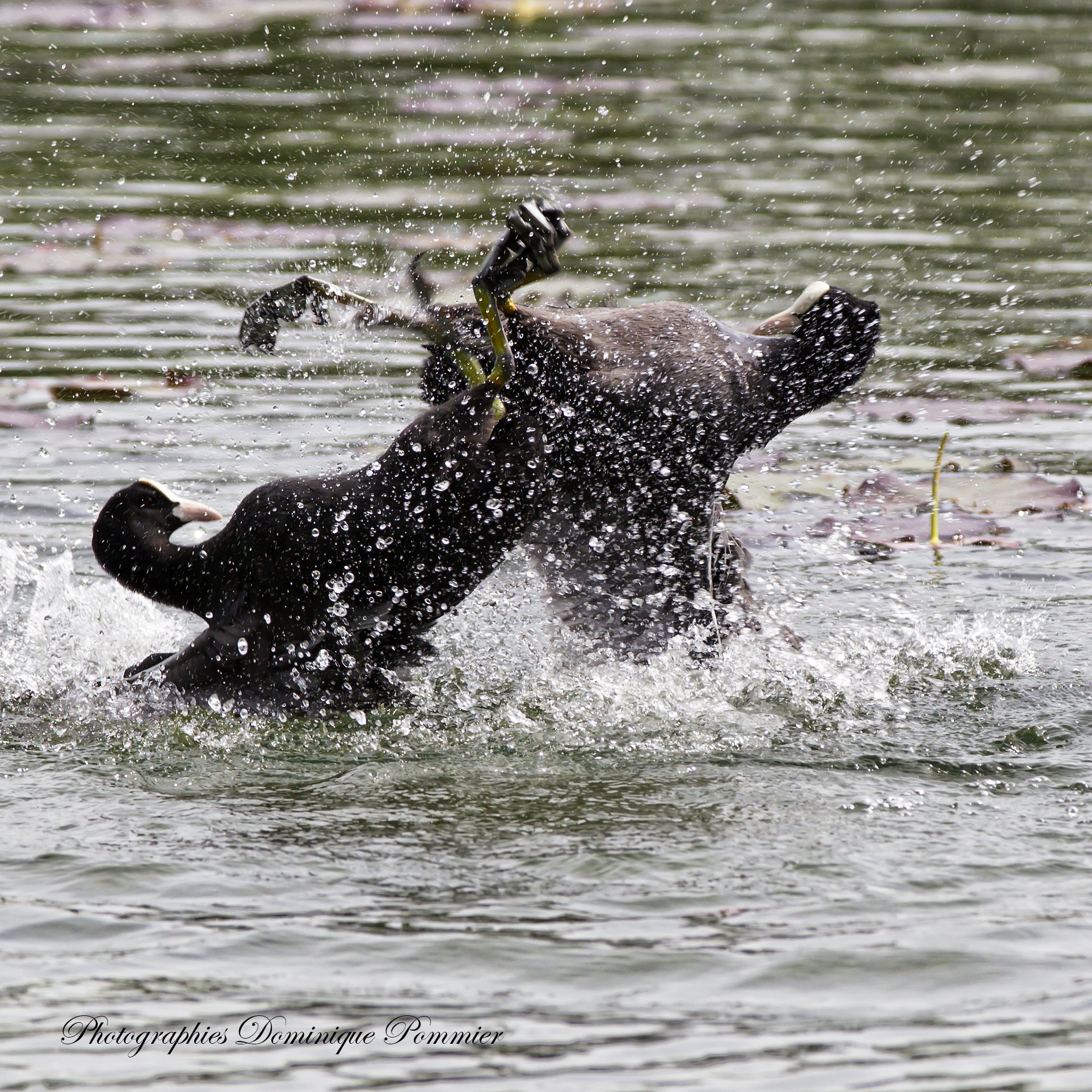 Canon EF 70-200mm F2.8L IS II USM sample photo. Fighting photography