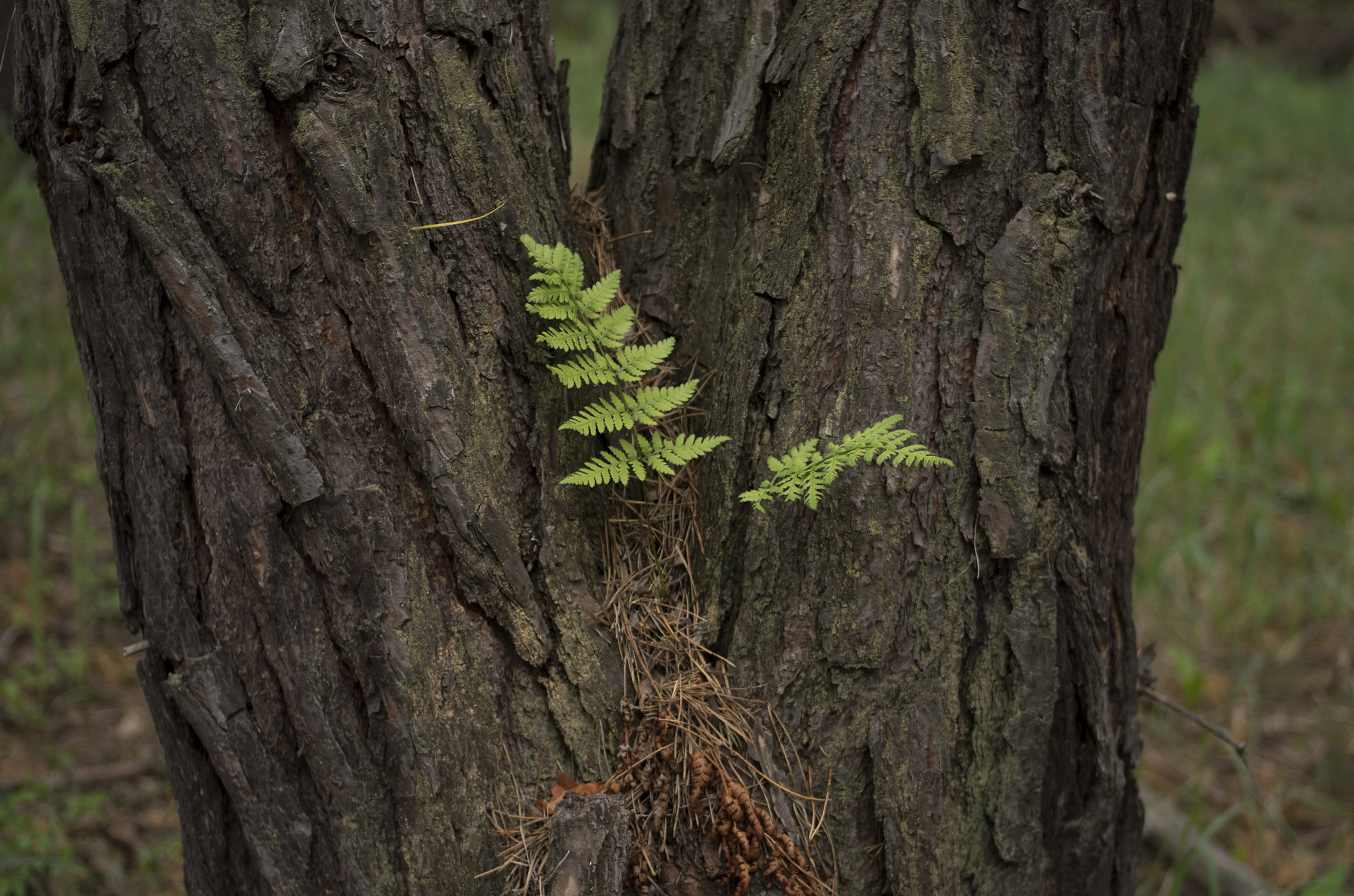 Pentax smc DA 40mm F2.8 XS Lens sample photo. A tree growing from a tree photography