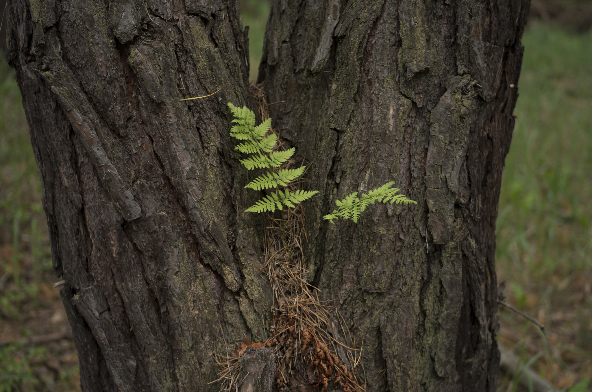 Pentax K-01 + Pentax smc DA 40mm F2.8 XS Lens sample photo. A tree growing from a tree photography