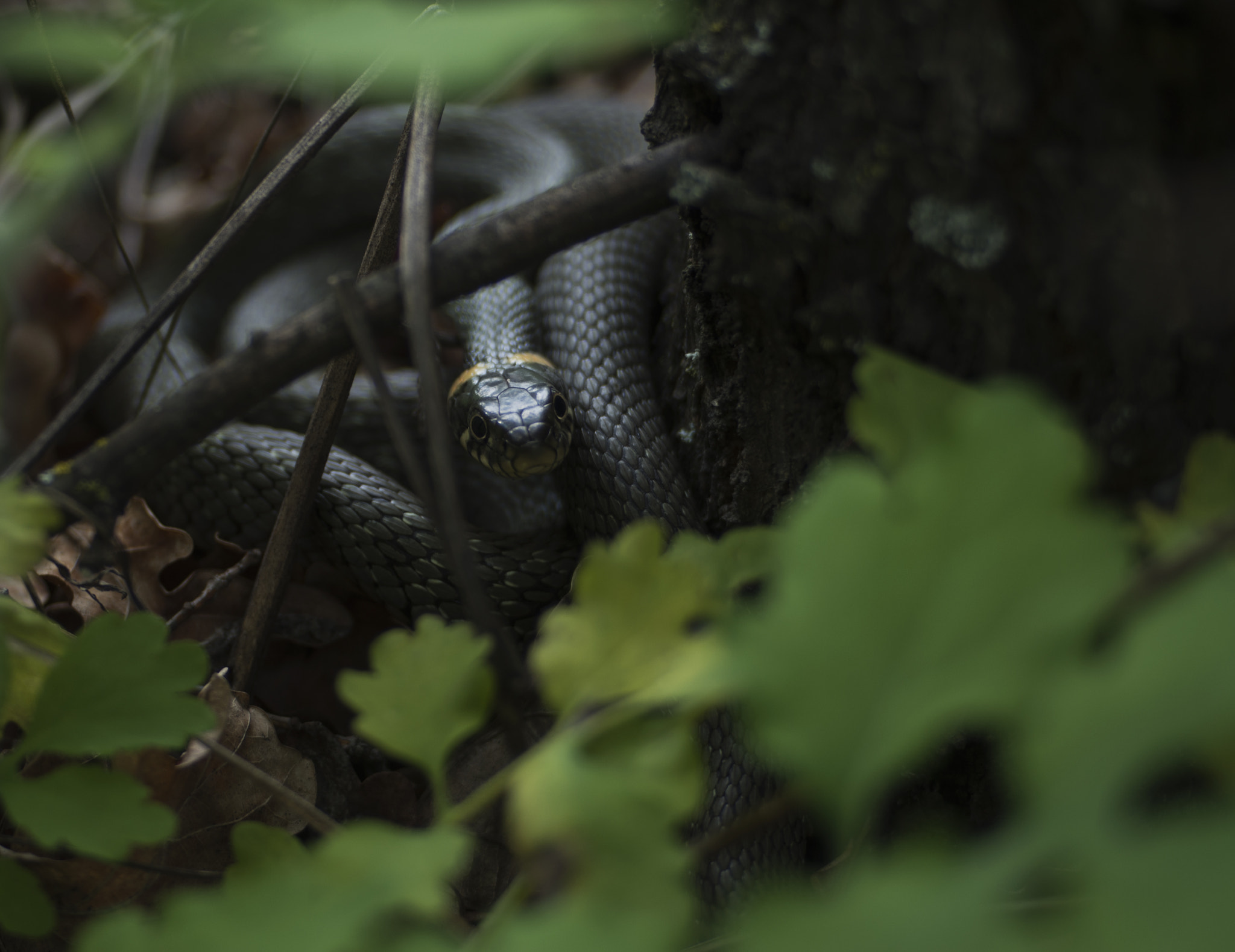 Pentax K-01 + Pentax smc DA 40mm F2.8 XS Lens sample photo. Water snake photography