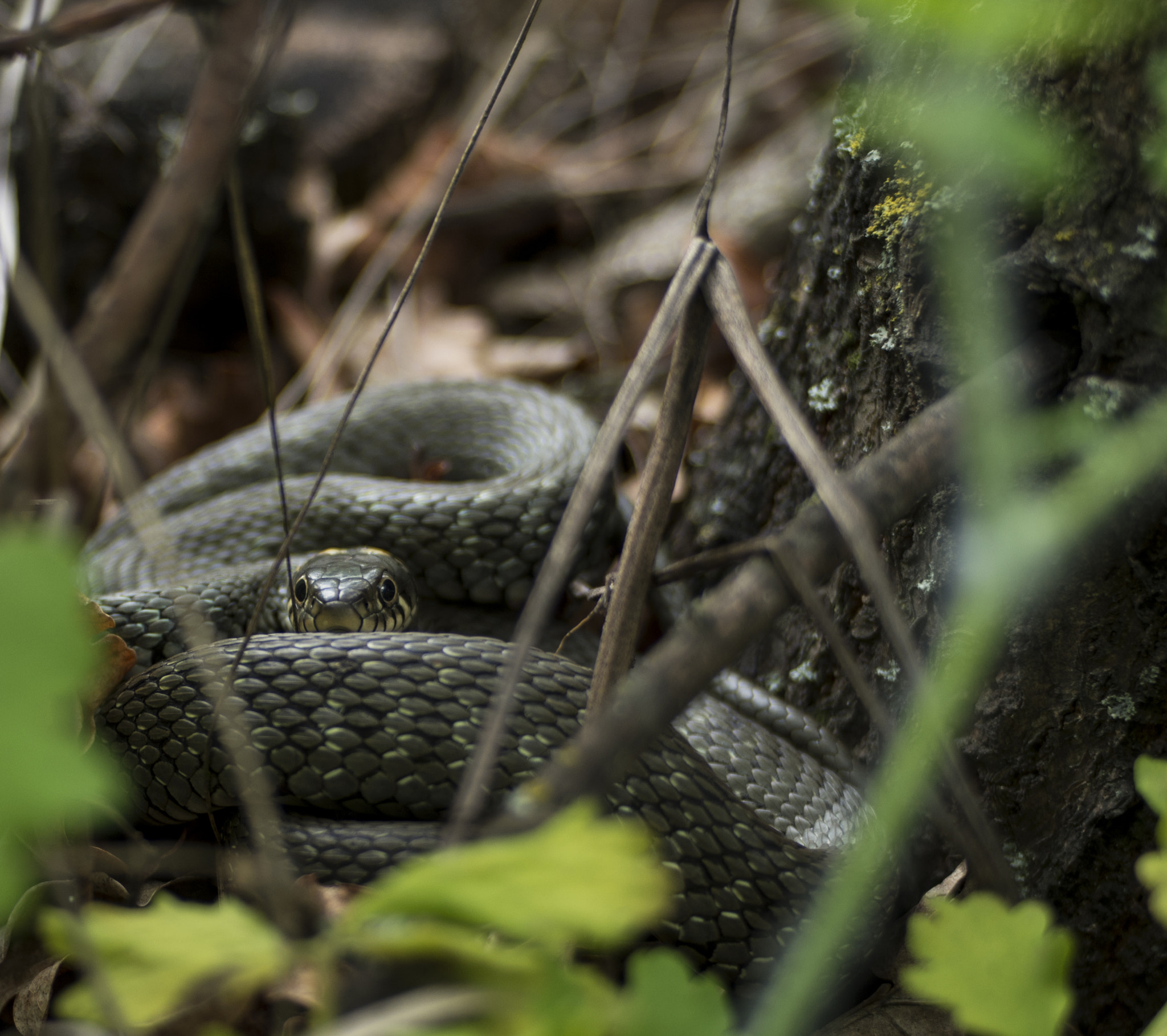 Pentax K-01 + Pentax smc DA 40mm F2.8 XS Lens sample photo. Grass-snake photography