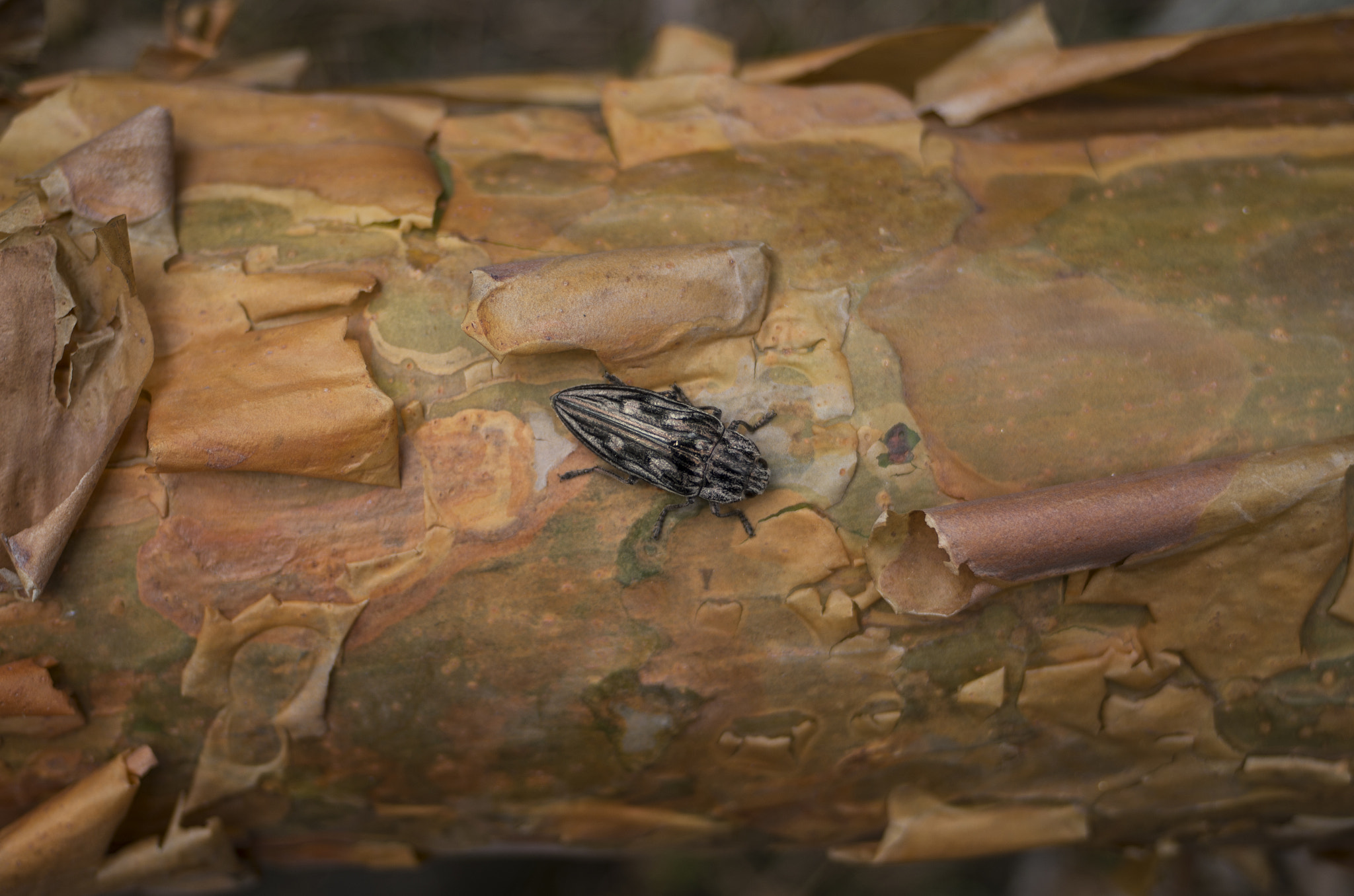 Pentax K-01 + Pentax smc DA 40mm F2.8 XS Lens sample photo. Some beetle photography