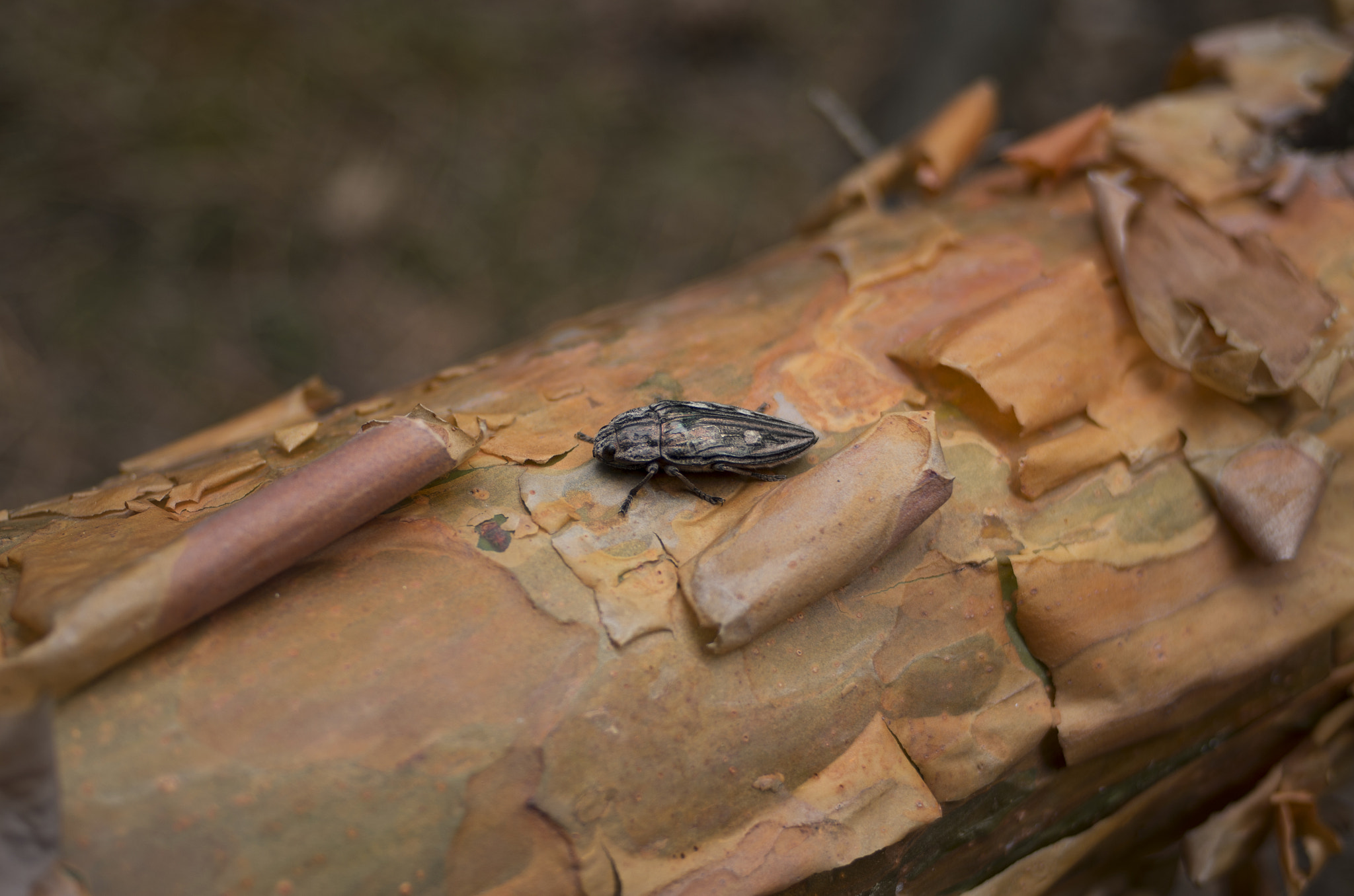 Pentax smc DA 40mm F2.8 XS Lens sample photo. Unknown bug photography