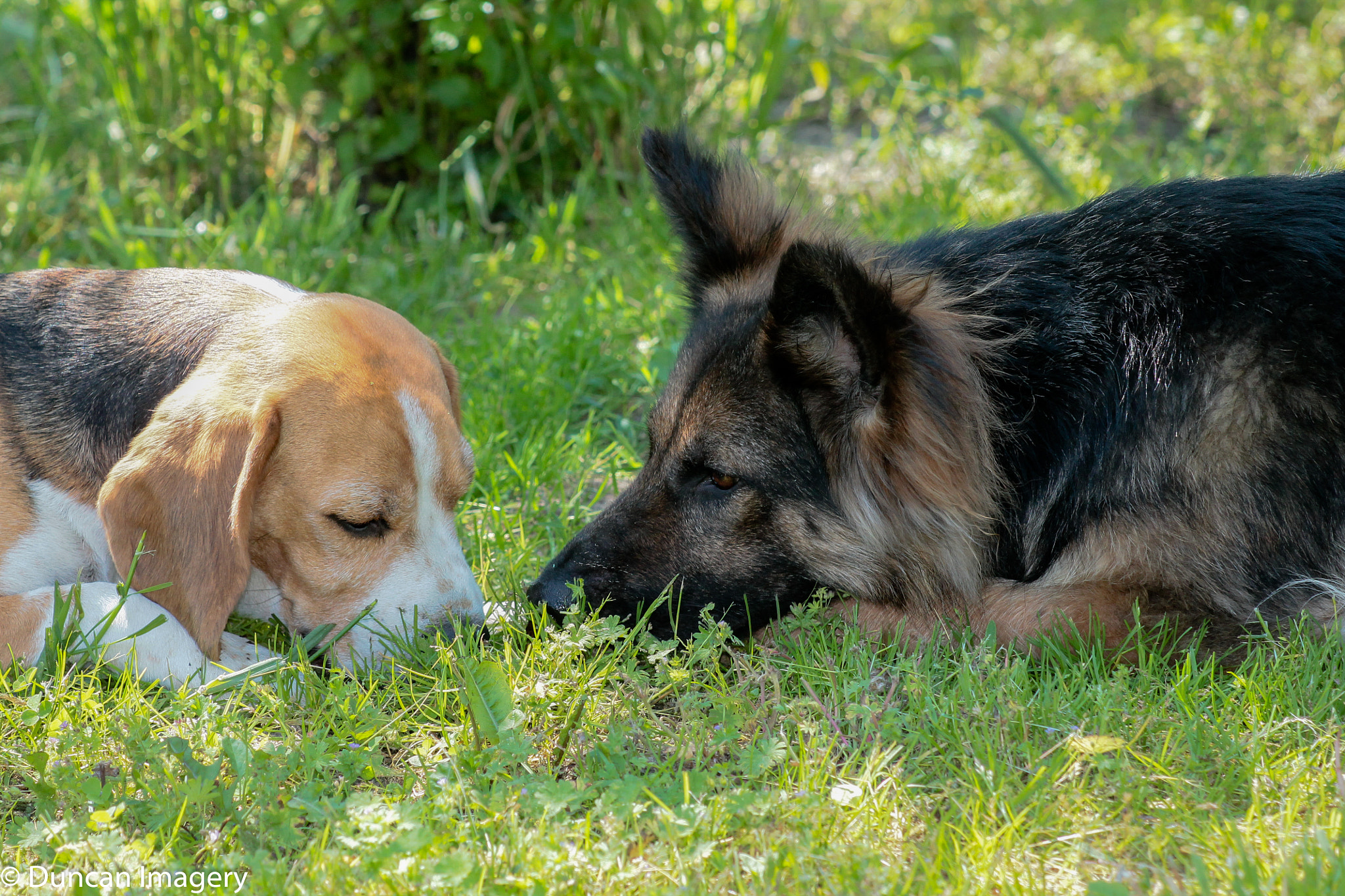 Canon EF 80-200mm F4.5-5.6 II sample photo. New partner to play photography