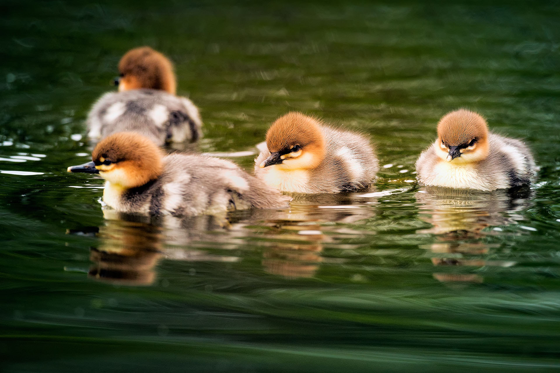 Nikon AF-S Nikkor 800mm F5.6E FL ED VR sample photo. Chinese merganser photography