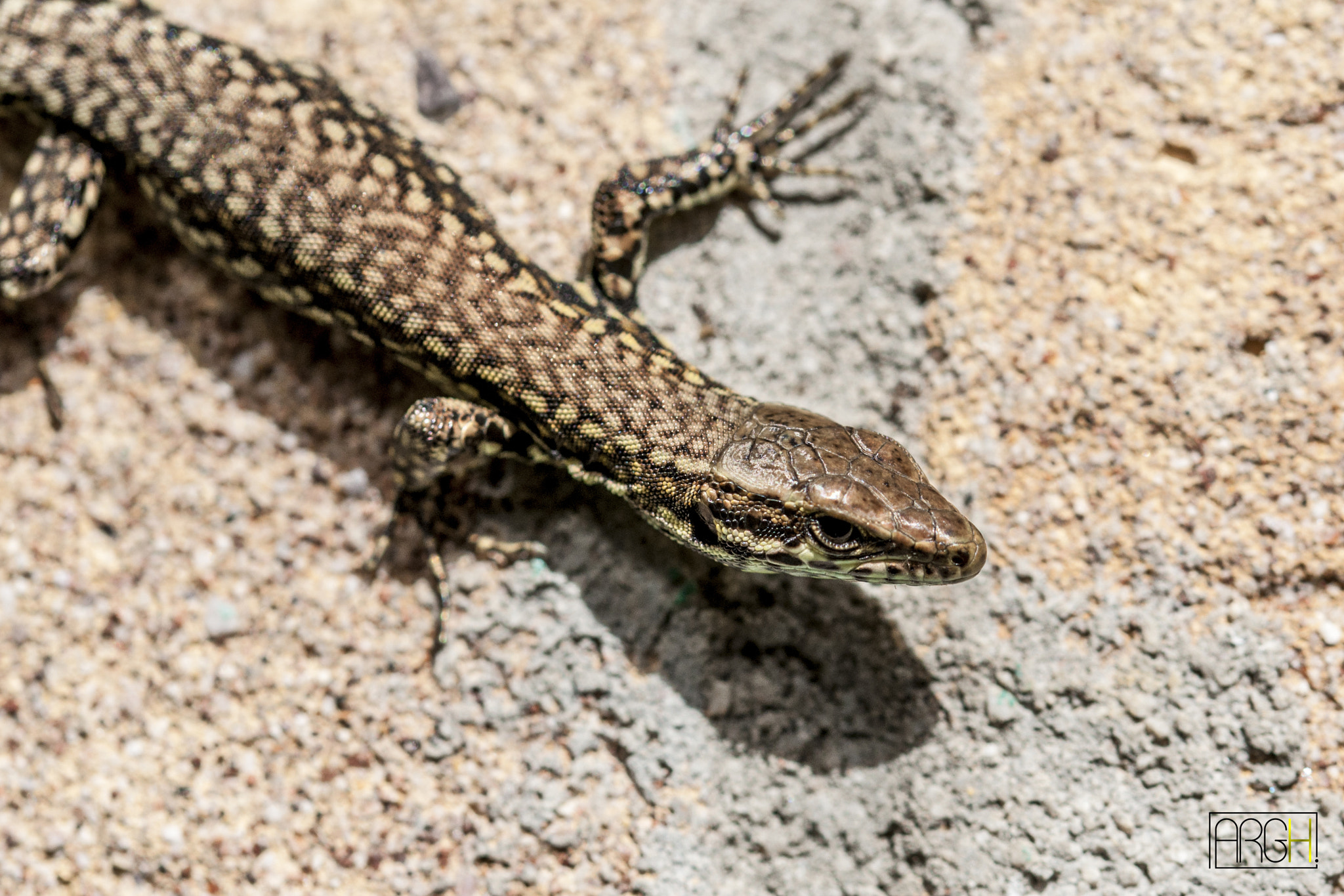 Sigma 105mm F2.8 EX DG OS HSM sample photo. Lizard and sunshine photography
