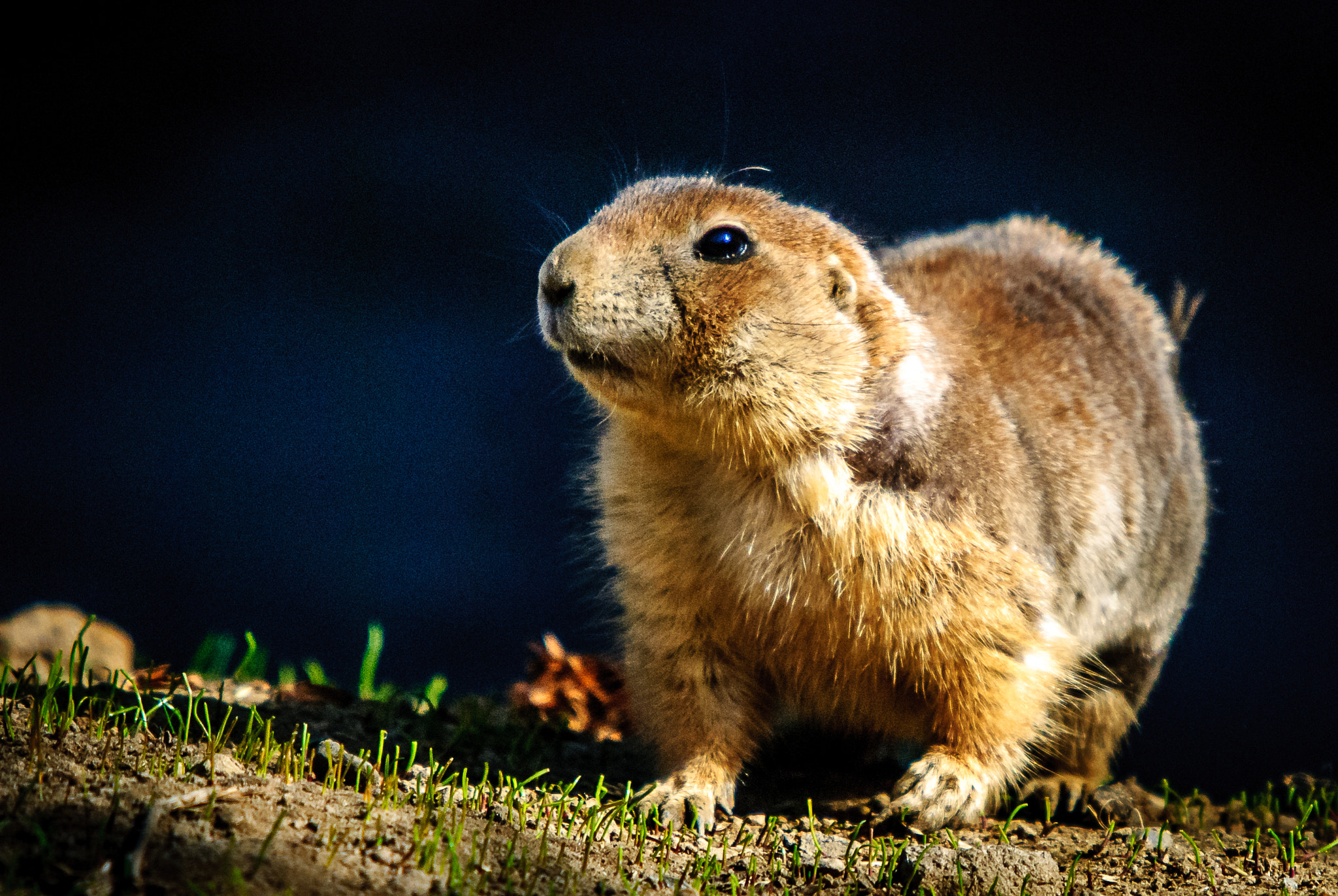 Nikon D80 + Sigma APO Tele Macro 400mm F5.6 sample photo. Prairie dog photography