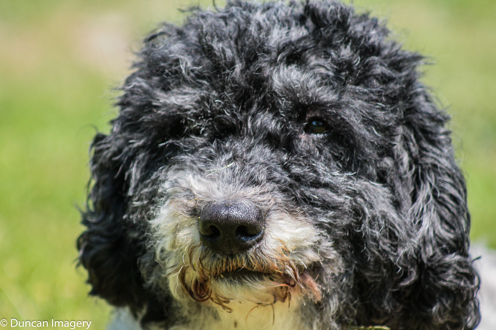 Canon EF 80-200mm F4.5-5.6 II sample photo. Little troublemaker photography