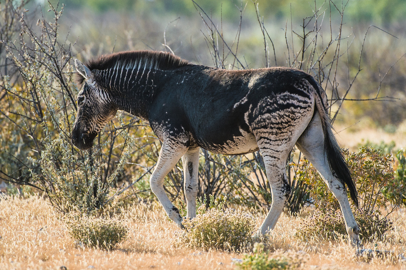 Nikon AF-S Nikkor 200-400mm F4G ED-IF VR sample photo. An almost black zebra photography