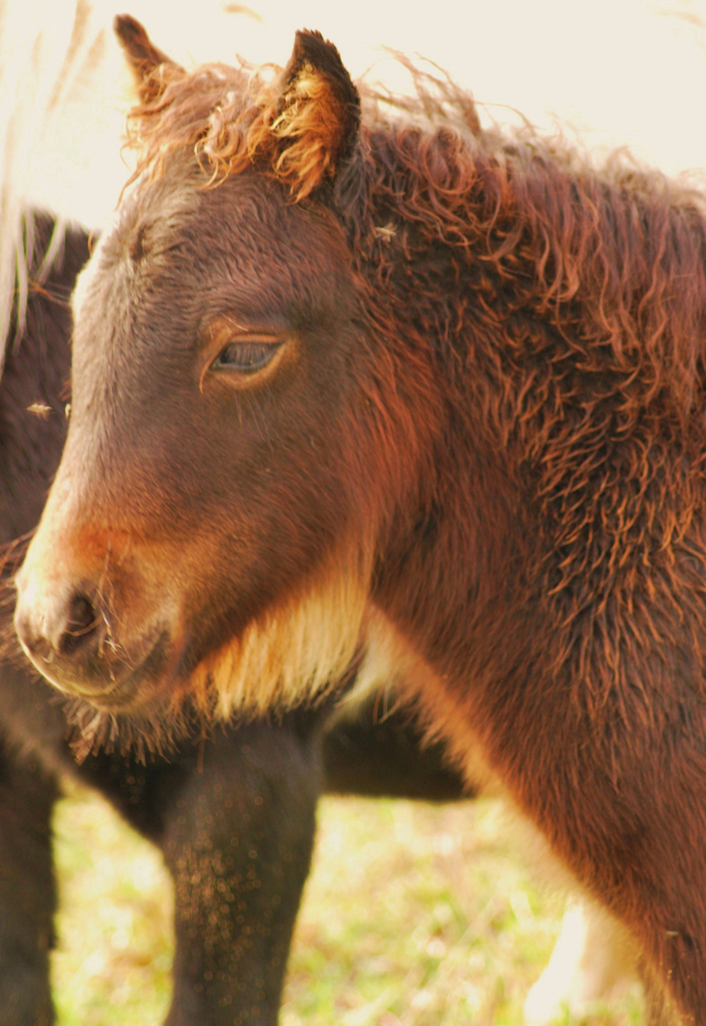 Nikon D60 sample photo. Young foal photography