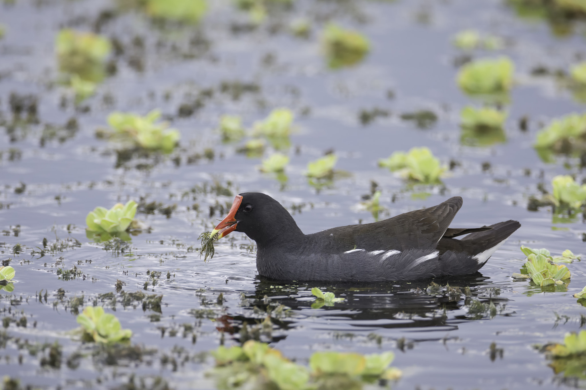 Nikon D7100 + Nikon AF-S Nikkor 600mm F4G ED VR sample photo. Feeding moorhen photography