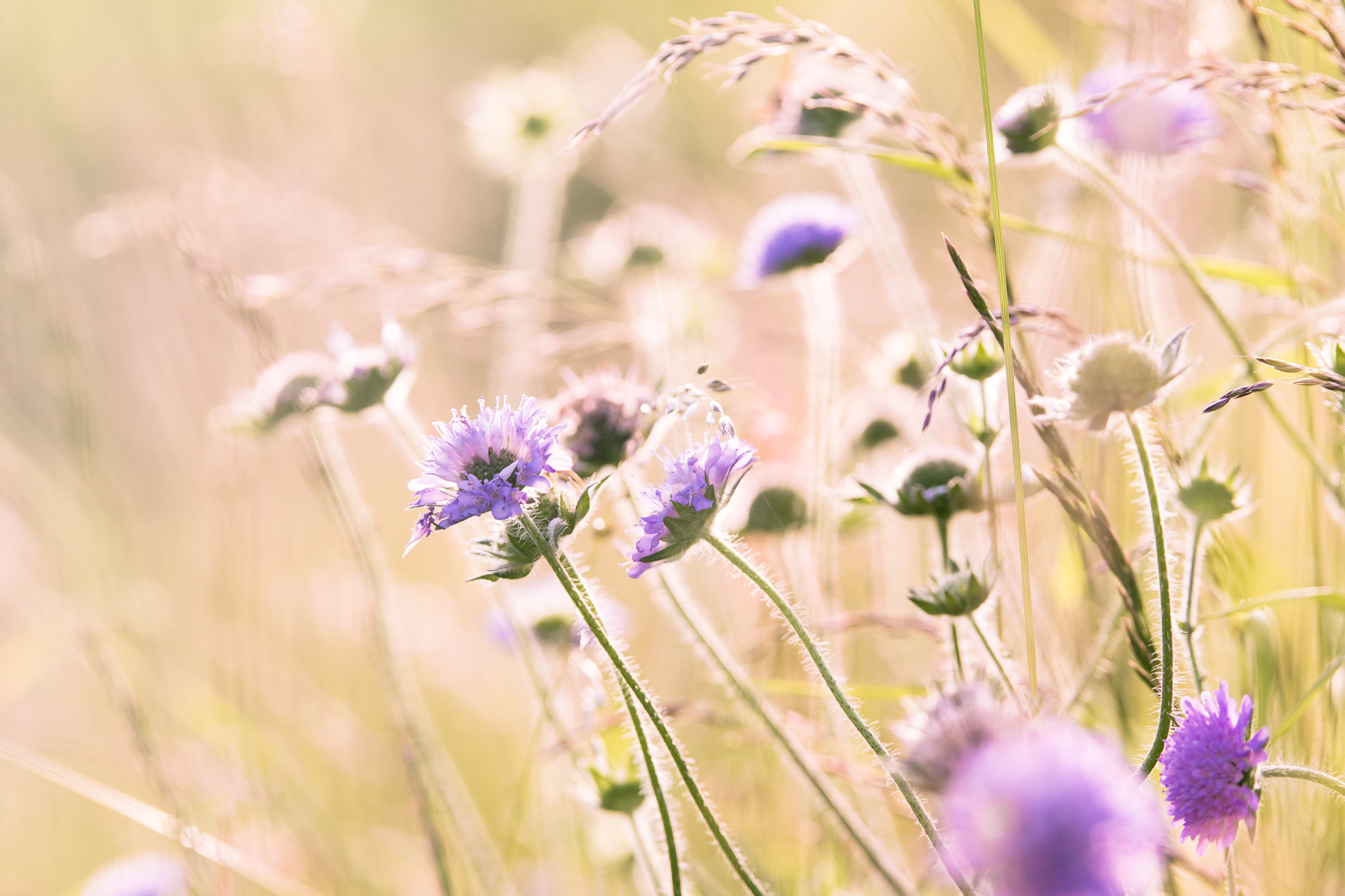 Nikon AF-S Nikkor 70-200mm F2.8G ED VR II sample photo. Wild flowers in sunset photography