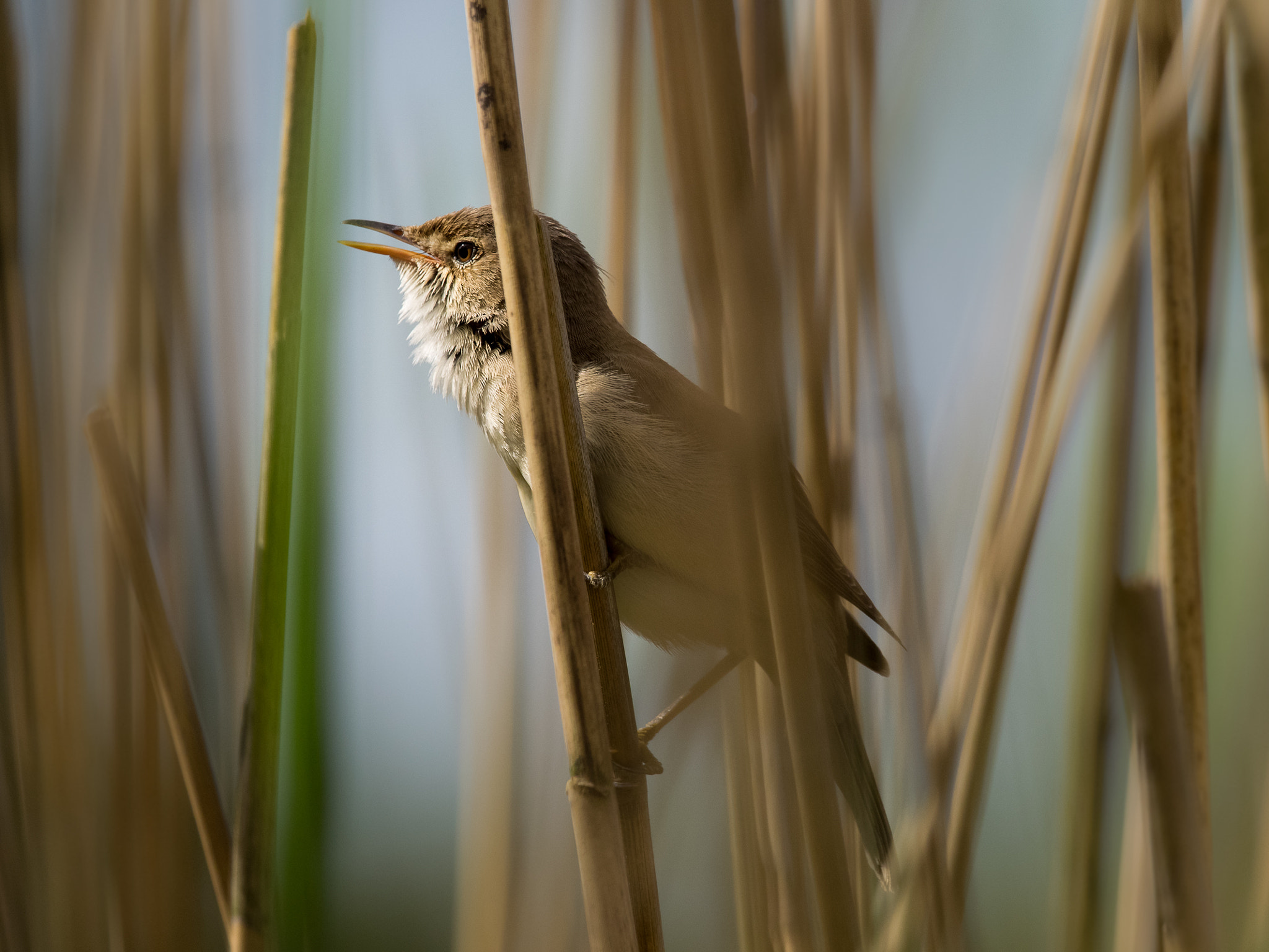 Olympus OM-D E-M1 + M.300mm F4.0 + MC-14 sample photo. Great reed warbler photography