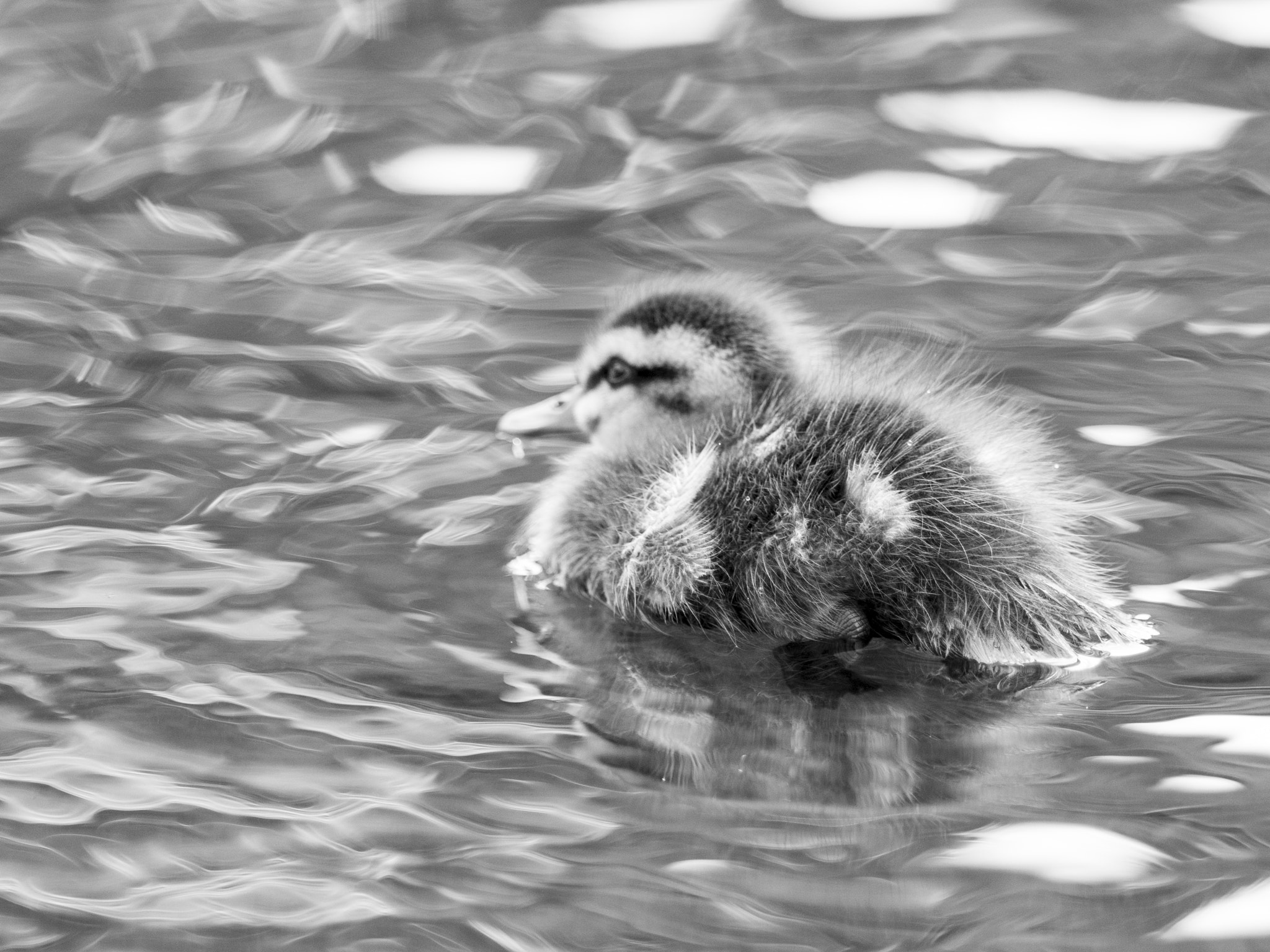 Nikon AF-S Nikkor 400mm F2.8E FL ED VR sample photo. Challenge to ocean photography
