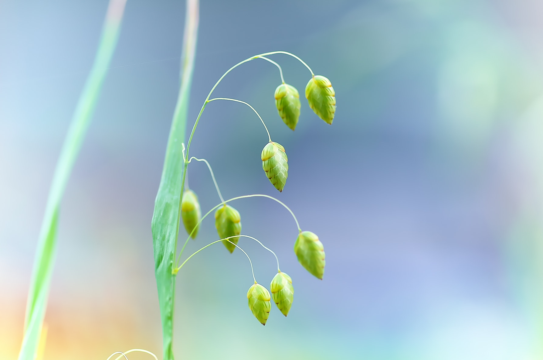 Pentax smc D-FA 100mm F2.8 Macro WR sample photo. Kobansou(小判草) photography