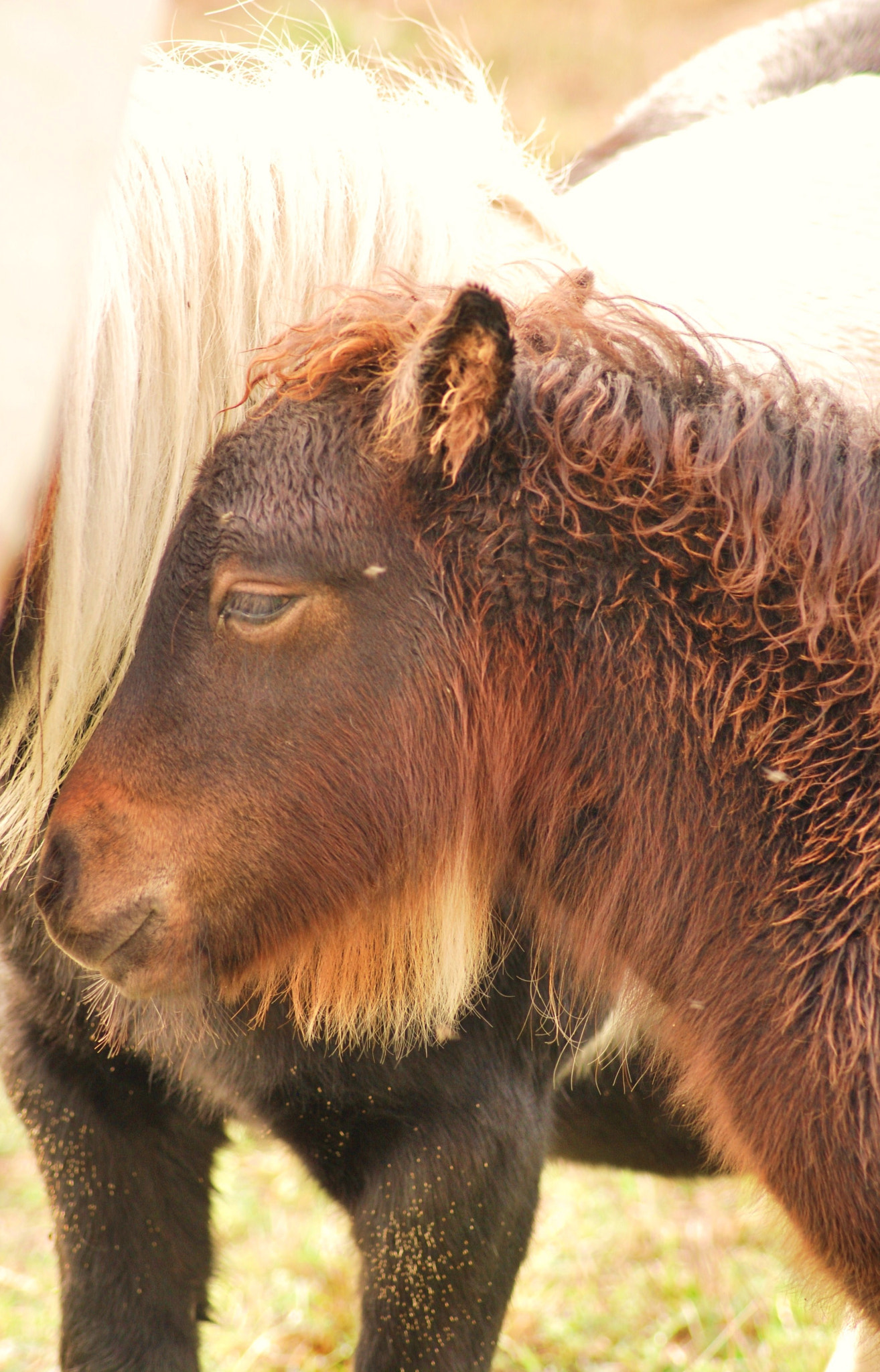AF Zoom-Nikkor 70-300mm f/4-5.6D ED sample photo. Descanso y caricia photography