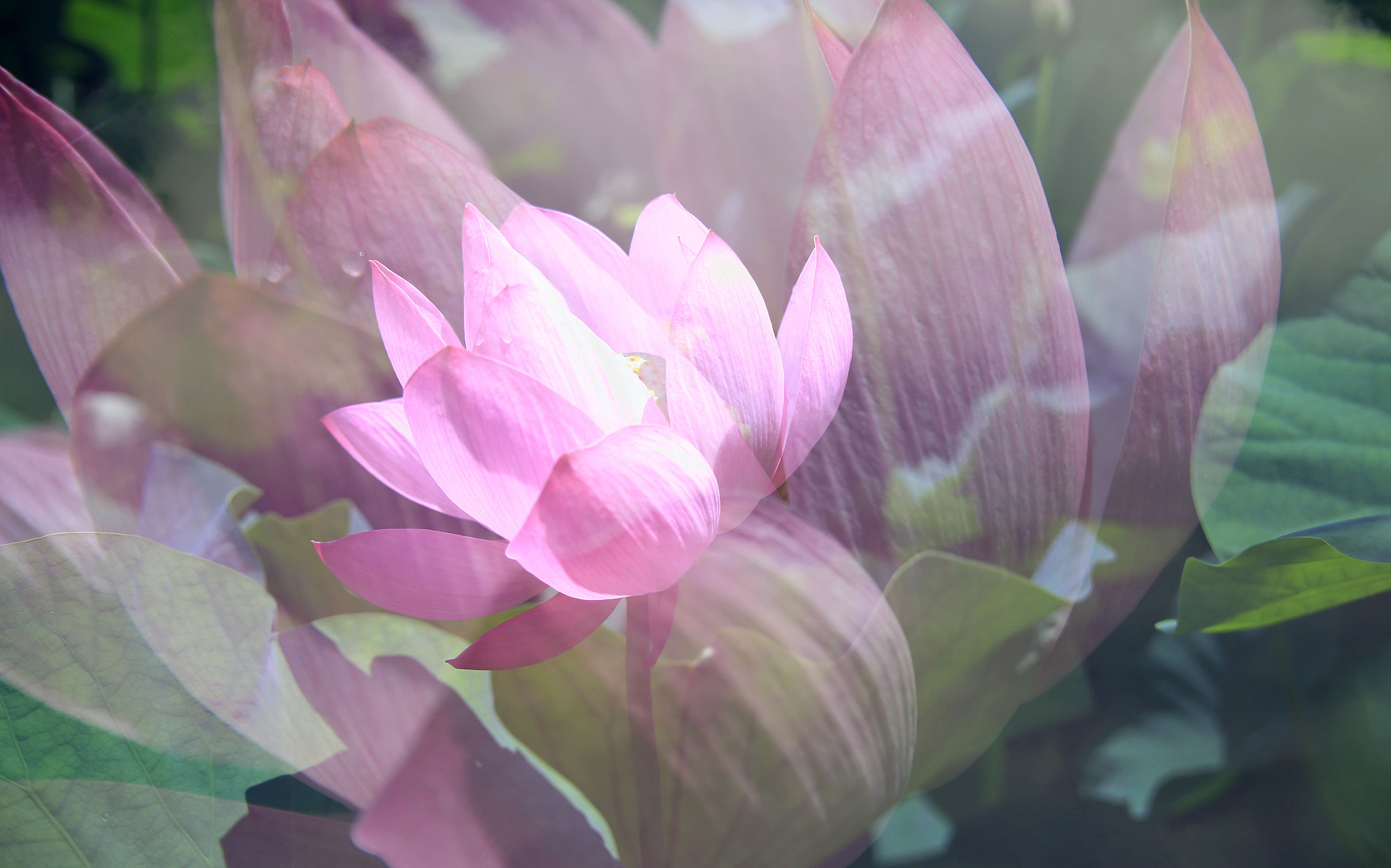 Canon EOS 6D + Tamron AF 28-300mm F3.5-6.3 XR Di VC LD Aspherical (IF) Macro sample photo. The lotus photography