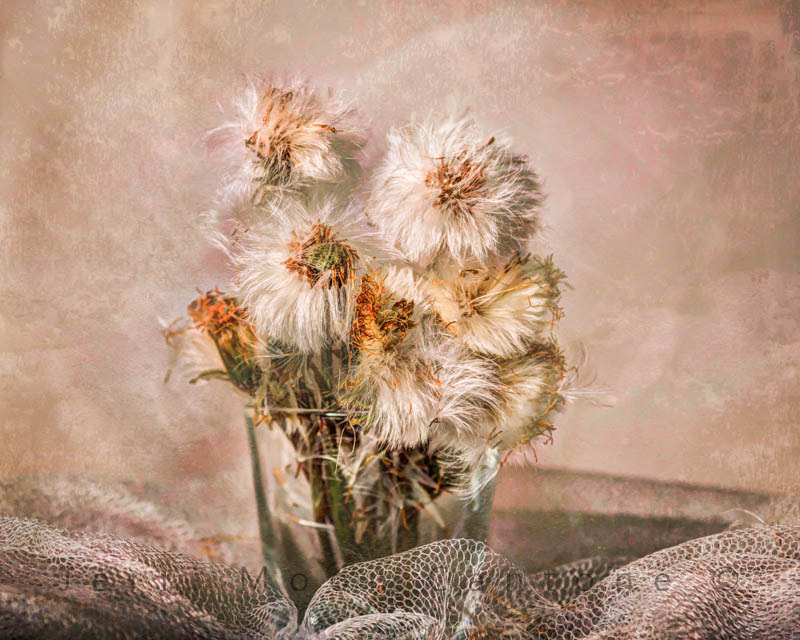 Sigma 105mm F2.8 EX DG Macro sample photo. Dandelions photography