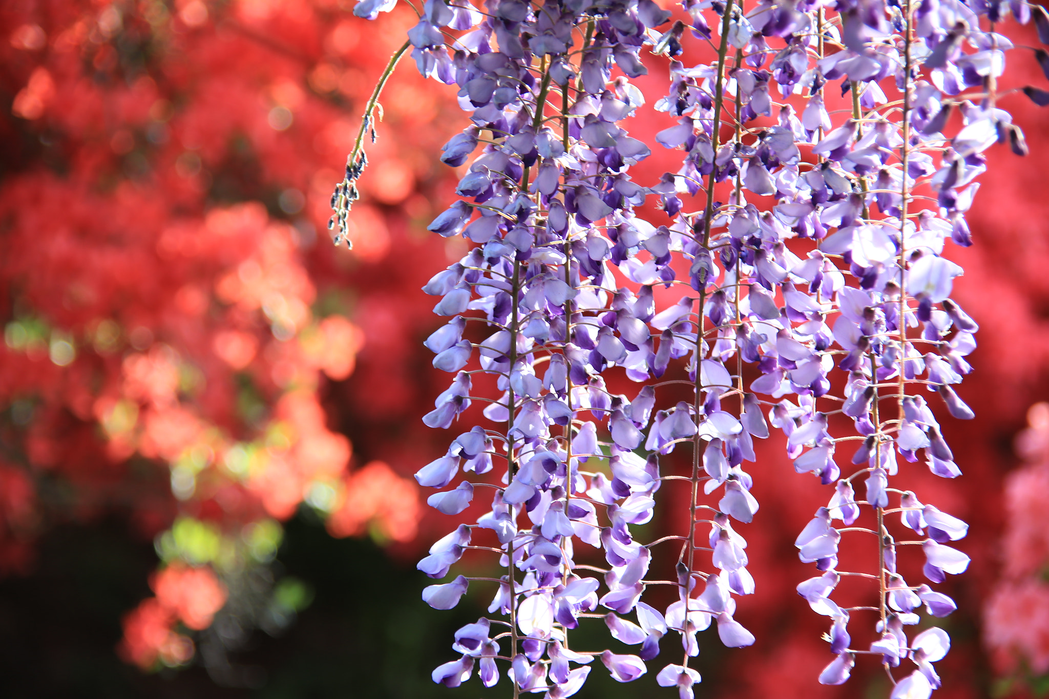 Canon EOS 6D + Tamron AF 28-300mm F3.5-6.3 XR Di VC LD Aspherical (IF) Macro sample photo. Wisteria photography