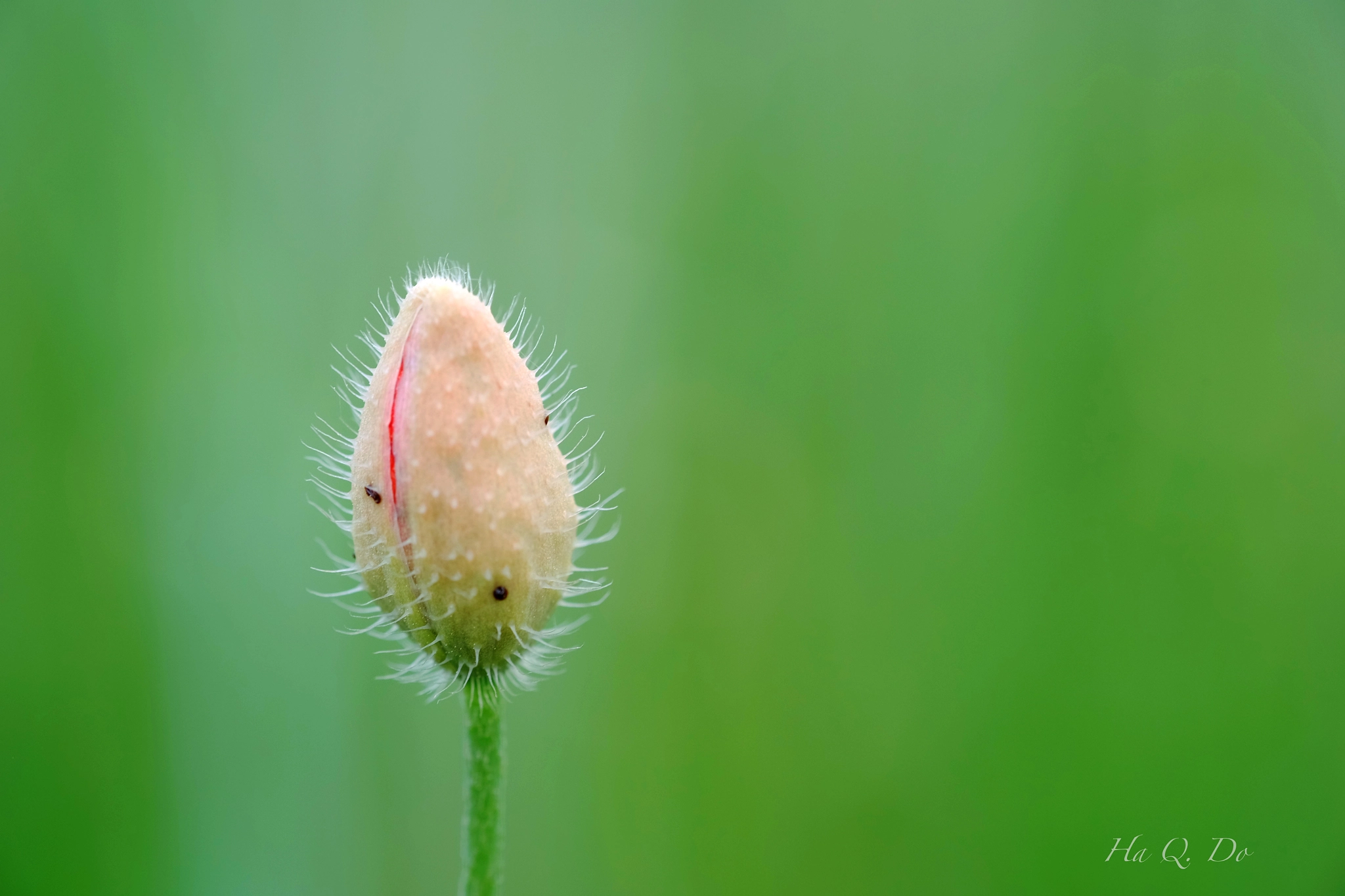 Fujifilm X-M1 + Fujifilm XF 60mm F2.4 R Macro sample photo. Sac net photography