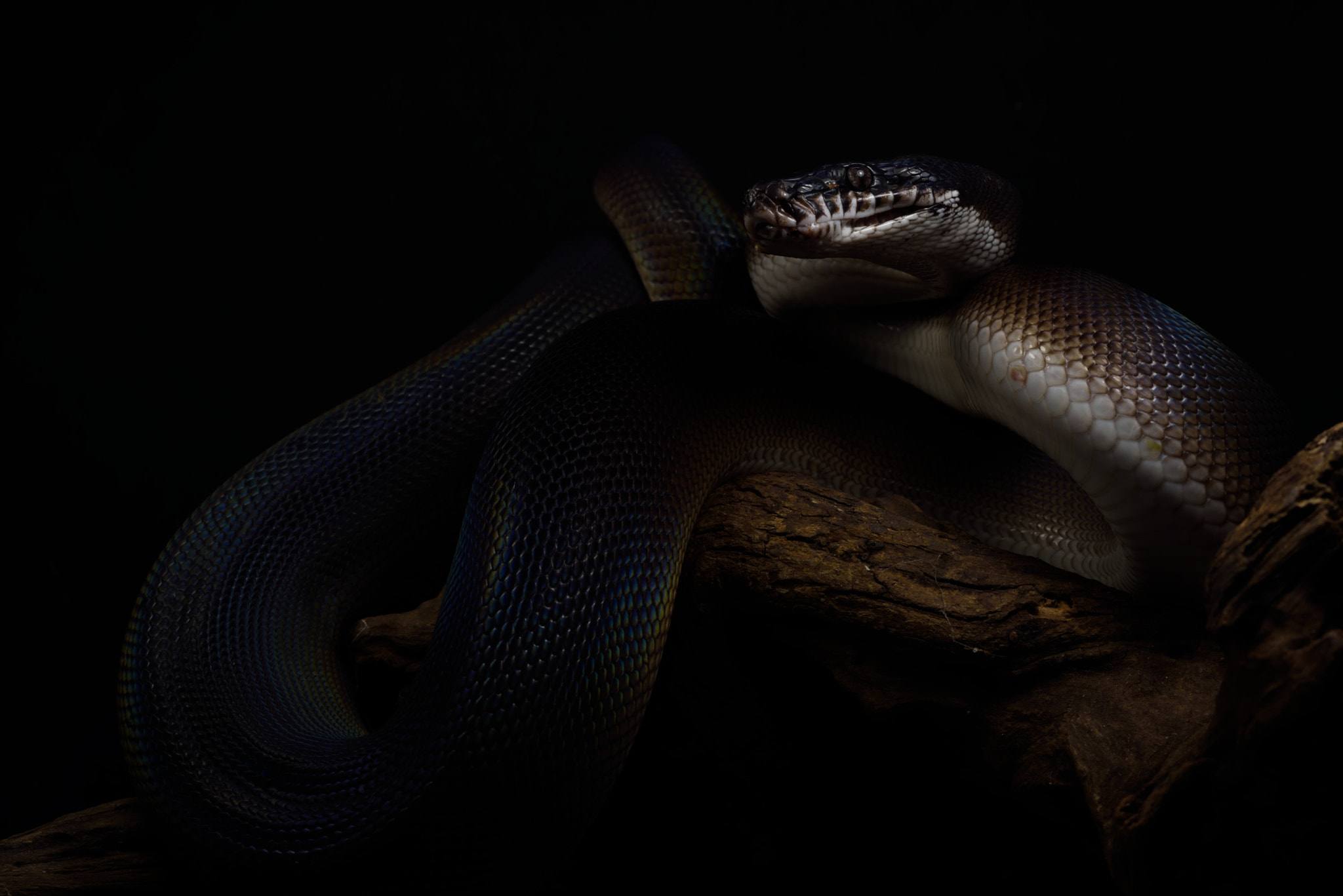 ZEISS Makro-Planar T* 50mm F2 sample photo. Leiopython meridionalis photography