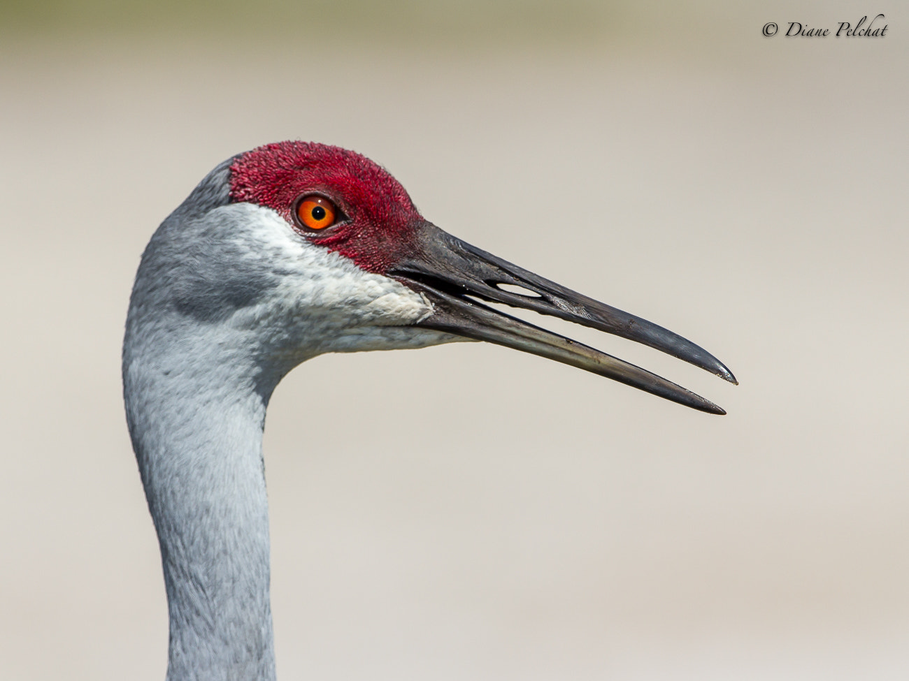 Canon EF 300mm F2.8L IS II USM sample photo. Sandhill crane photography