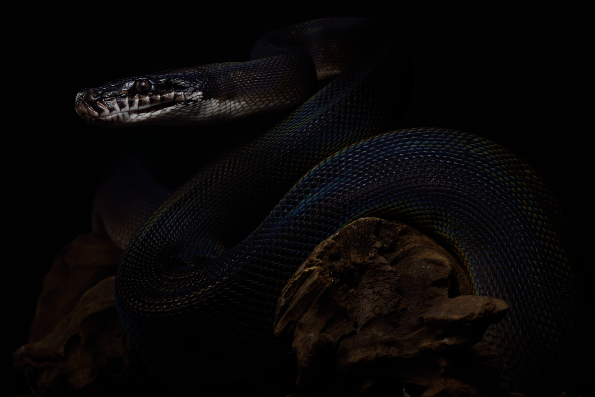 ZEISS Makro-Planar T* 50mm F2 sample photo. Leiopython meridionalis photography