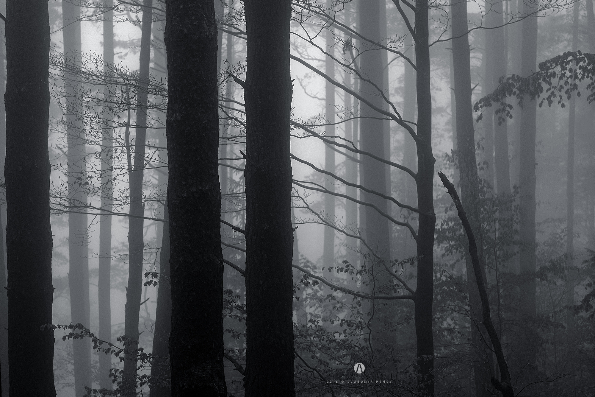 ZEISS Touit 50mm F2.8 sample photo. Misty forest 6 photography