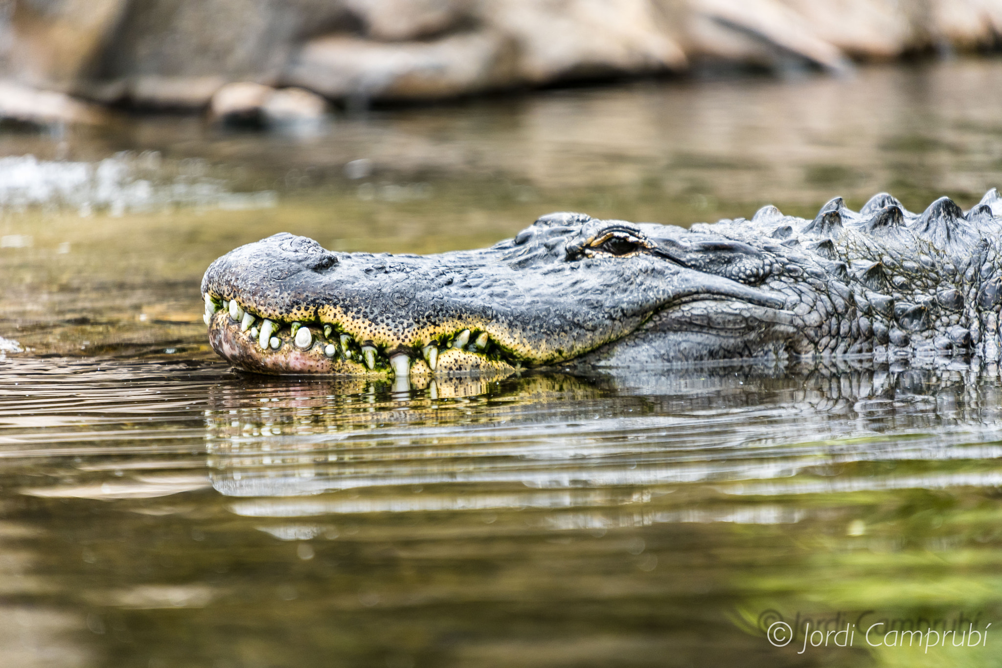Sigma 50-500mm F4-6.3 EX APO RF HSM sample photo. Reptil photography
