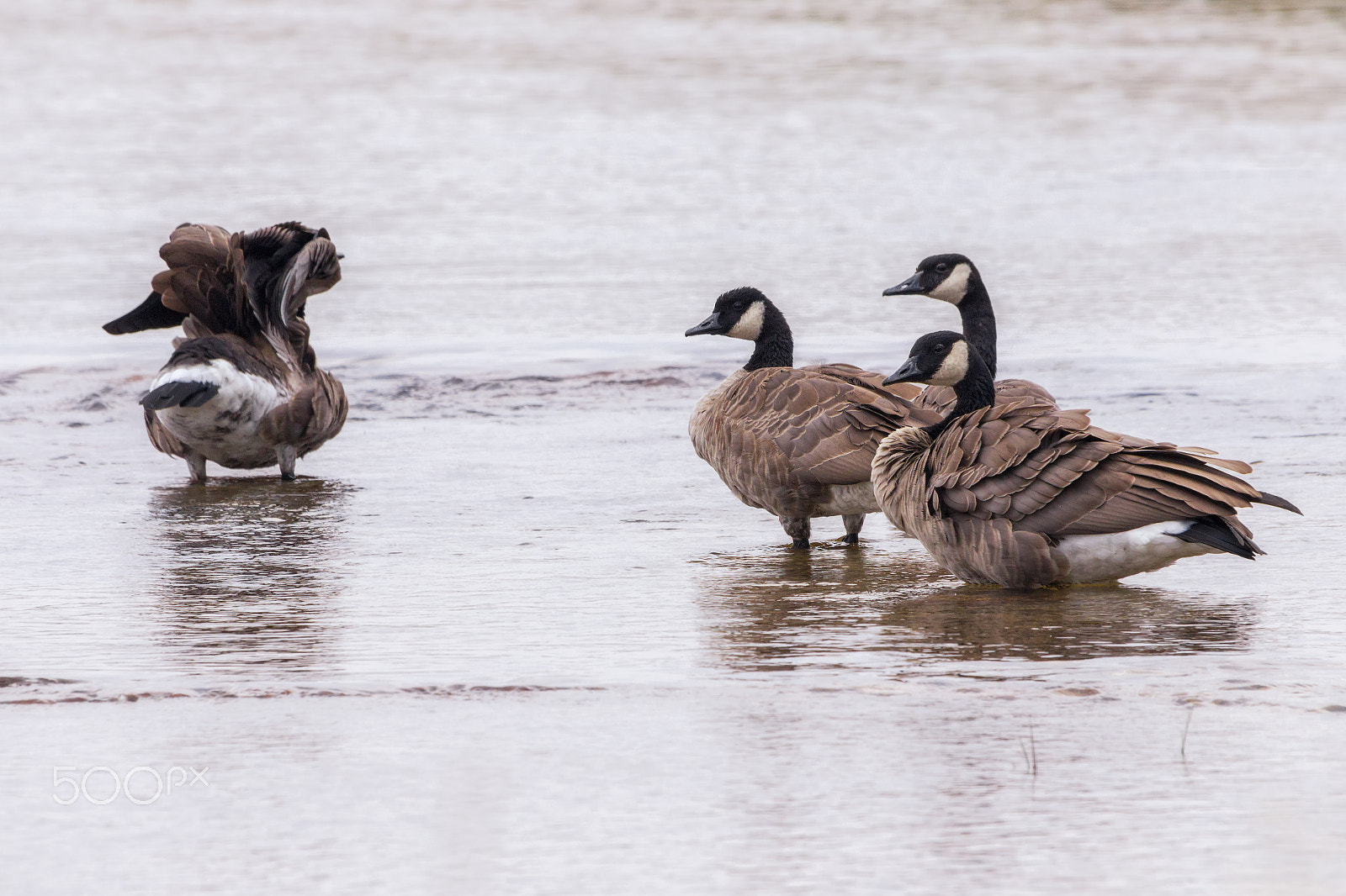 Sigma 50-500mm F4.5-6.3 DG OS HSM sample photo. What are you doing? photography