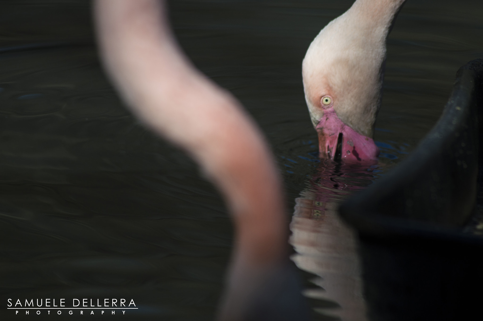 Nikon AF-S Nikkor 300mm F2.8G ED VR II sample photo. Fenicottero photography