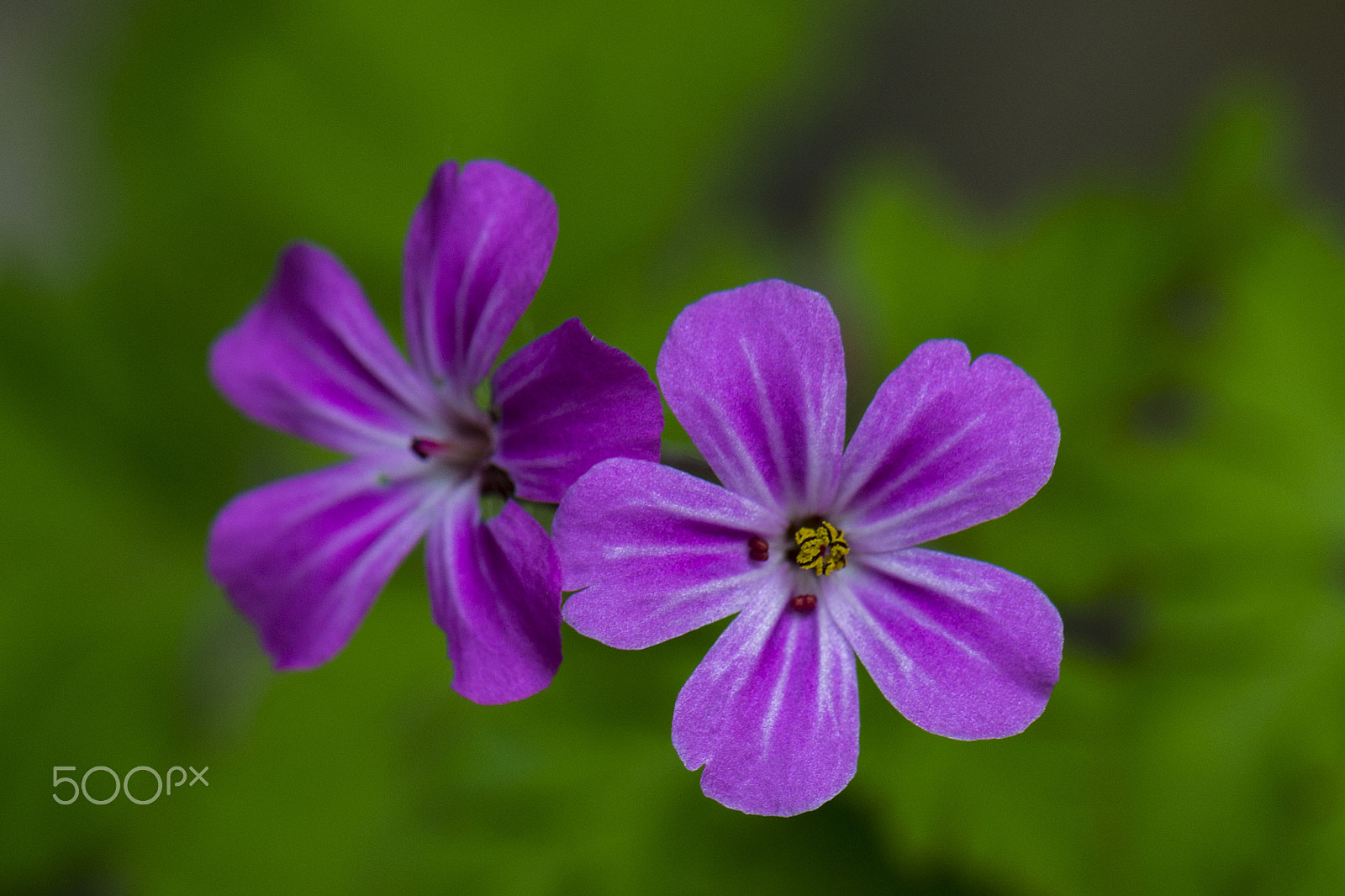 Nikon AF-S DX Micro-Nikkor 85mm F3.5G ED VR sample photo. Twins photography