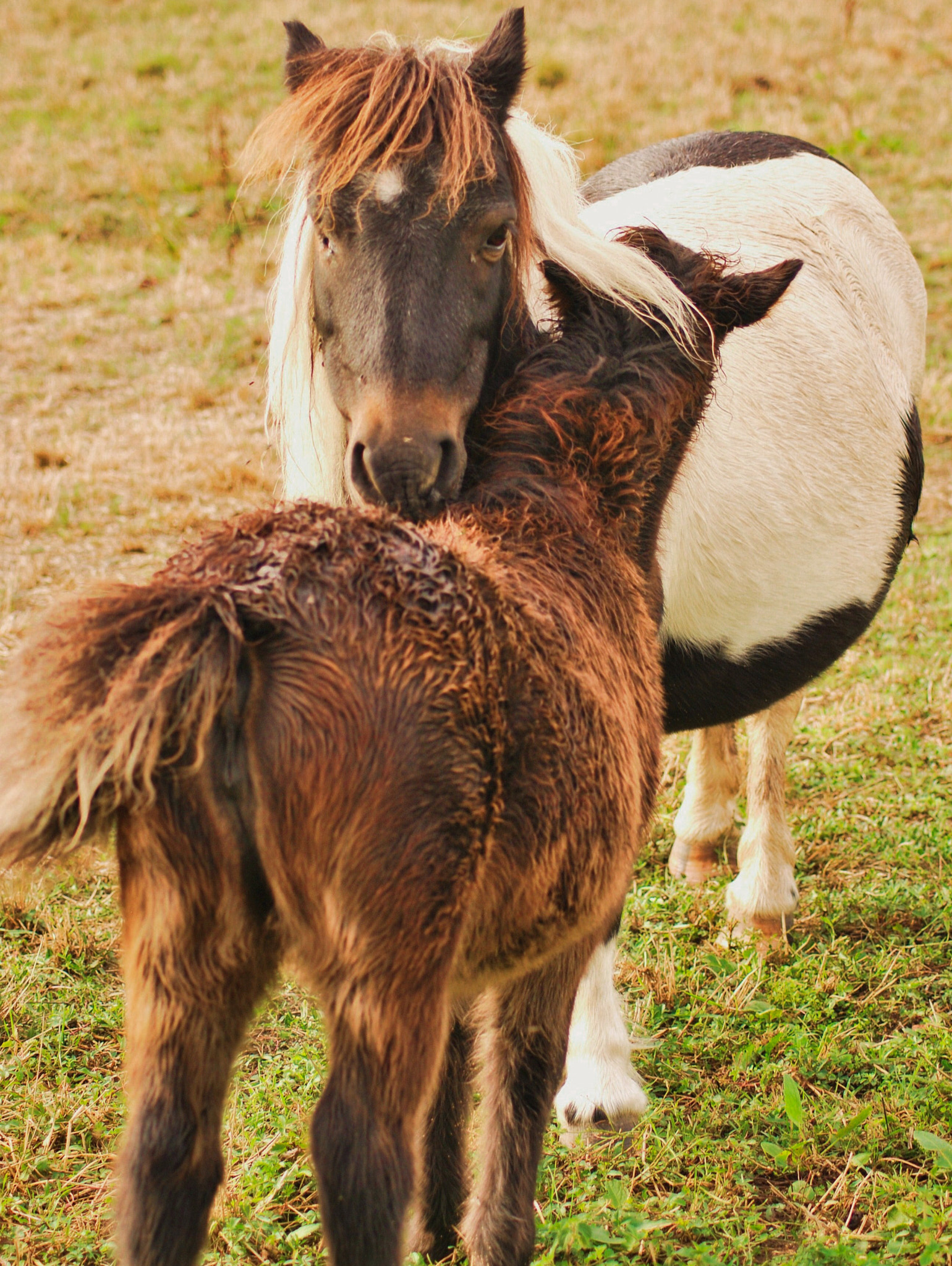 Nikon D60 sample photo. Sweet love photography