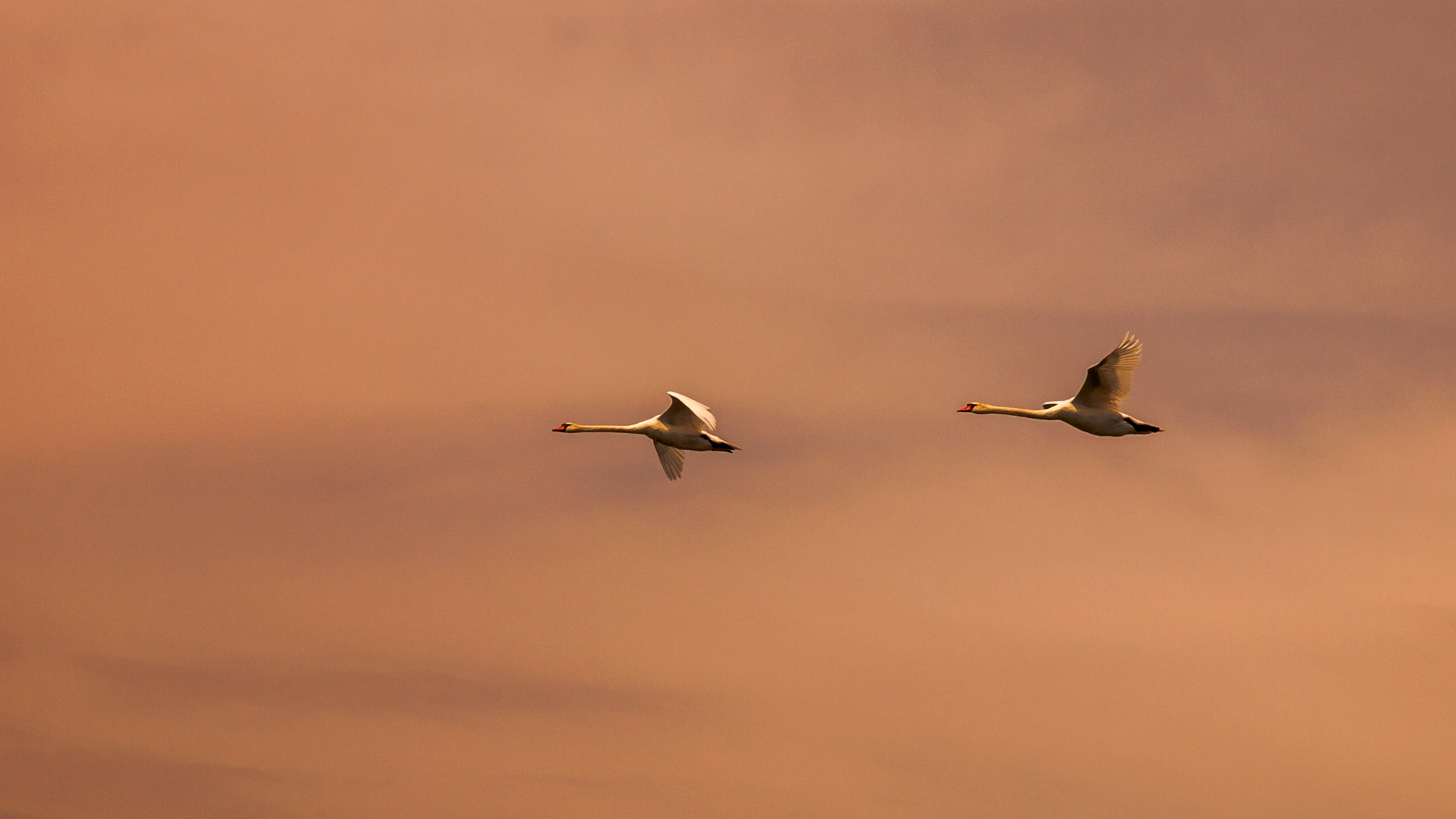 Olympus E-620 (EVOLT E-620) + Olympus Zuiko Digital ED 12-60mm F2.8-4.0 SWD sample photo. Tandem flight photography