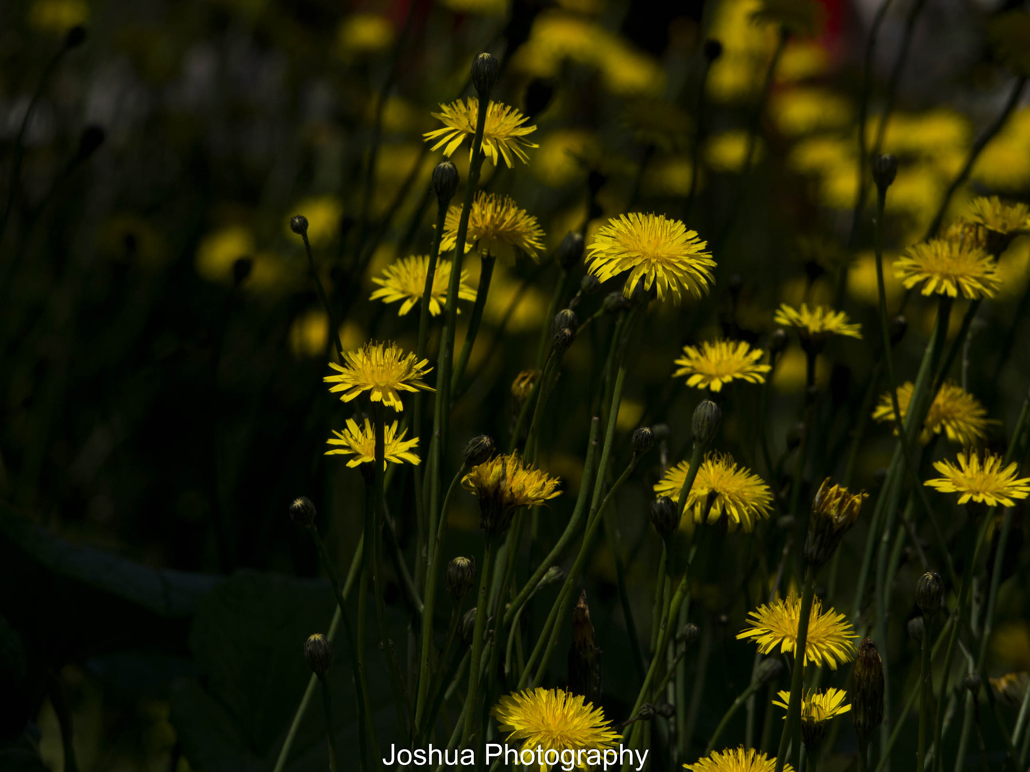 Panasonic Lumix G Vario 45-200mm F4-5.6 OIS sample photo. _1120794.jpg photography