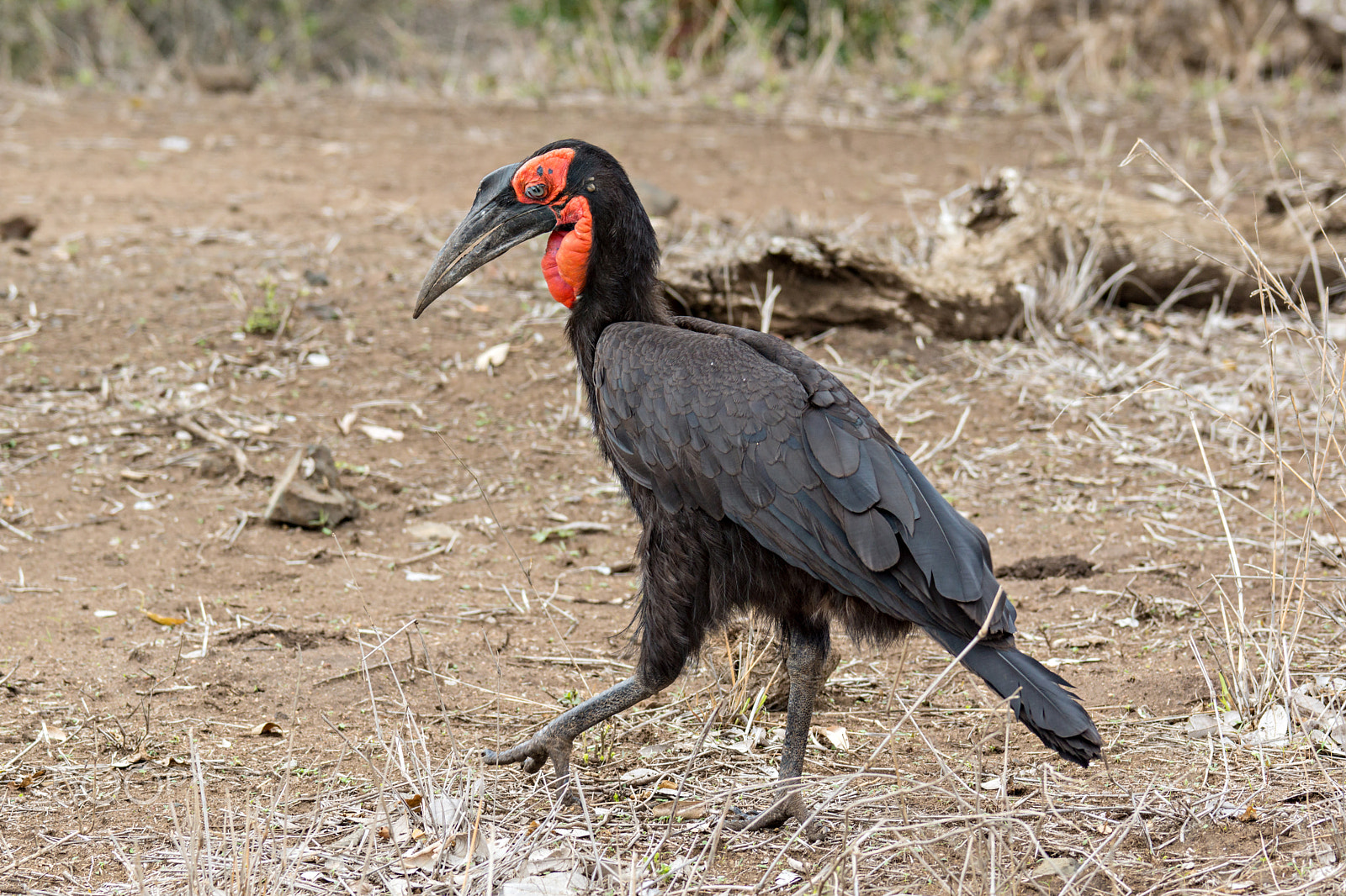 Sony SLT-A77 + Sony 70-400mm F4-5.6 G SSM sample photo. Ground hornbill photography