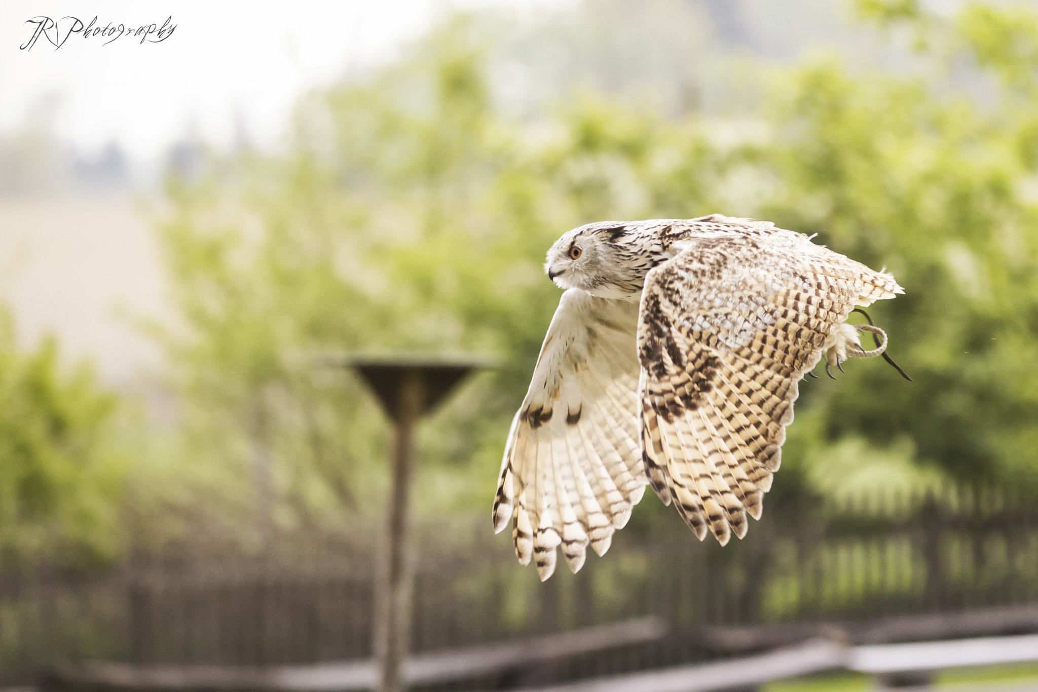 Canon EOS 600D (Rebel EOS T3i / EOS Kiss X5) + Canon EF 70-200mm F2.8L IS II USM sample photo. Long-eared owl photography