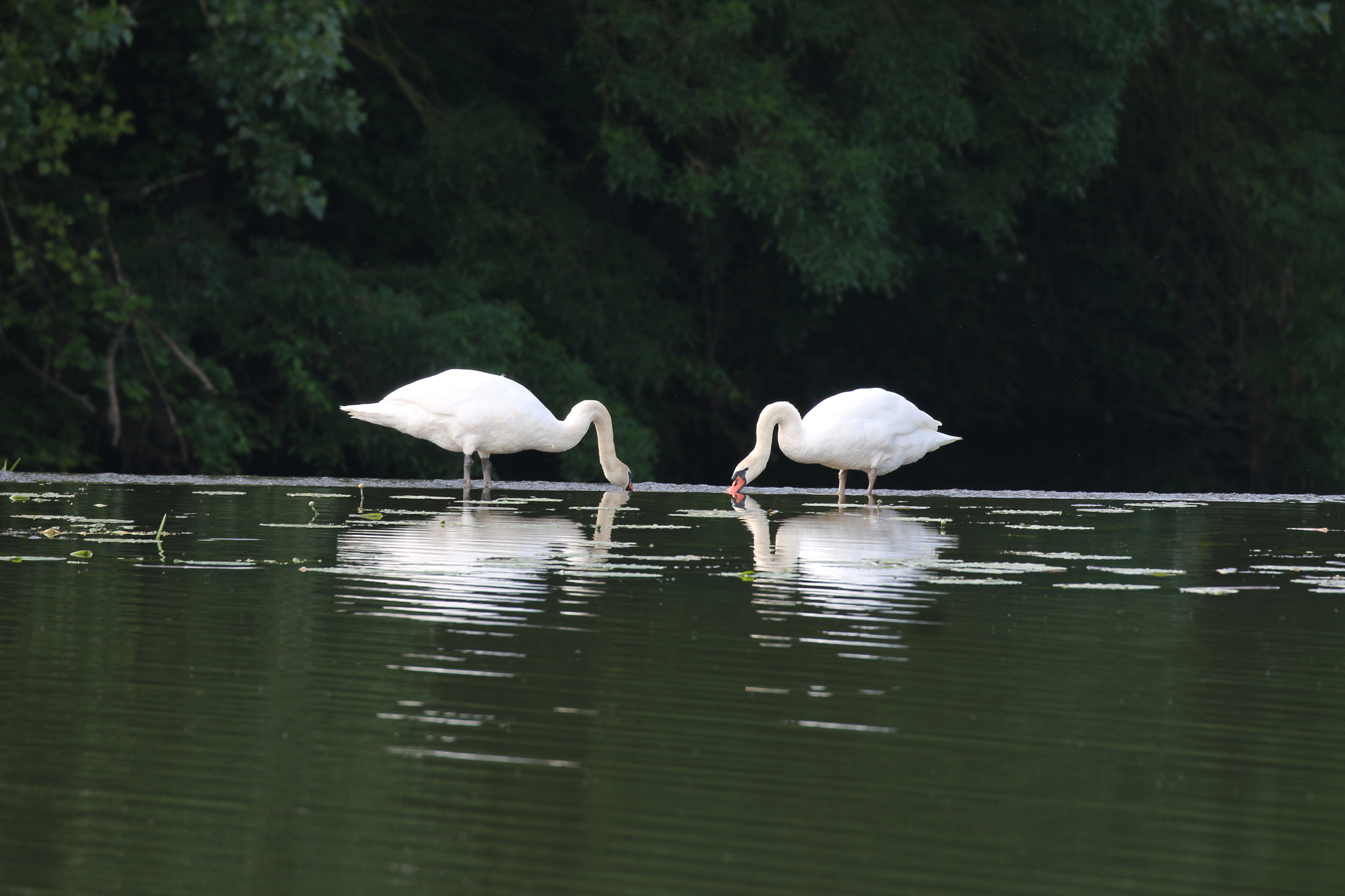 Canon EOS 70D + Canon EF 100-400mm F4.5-5.6L IS II USM sample photo. Signes photography